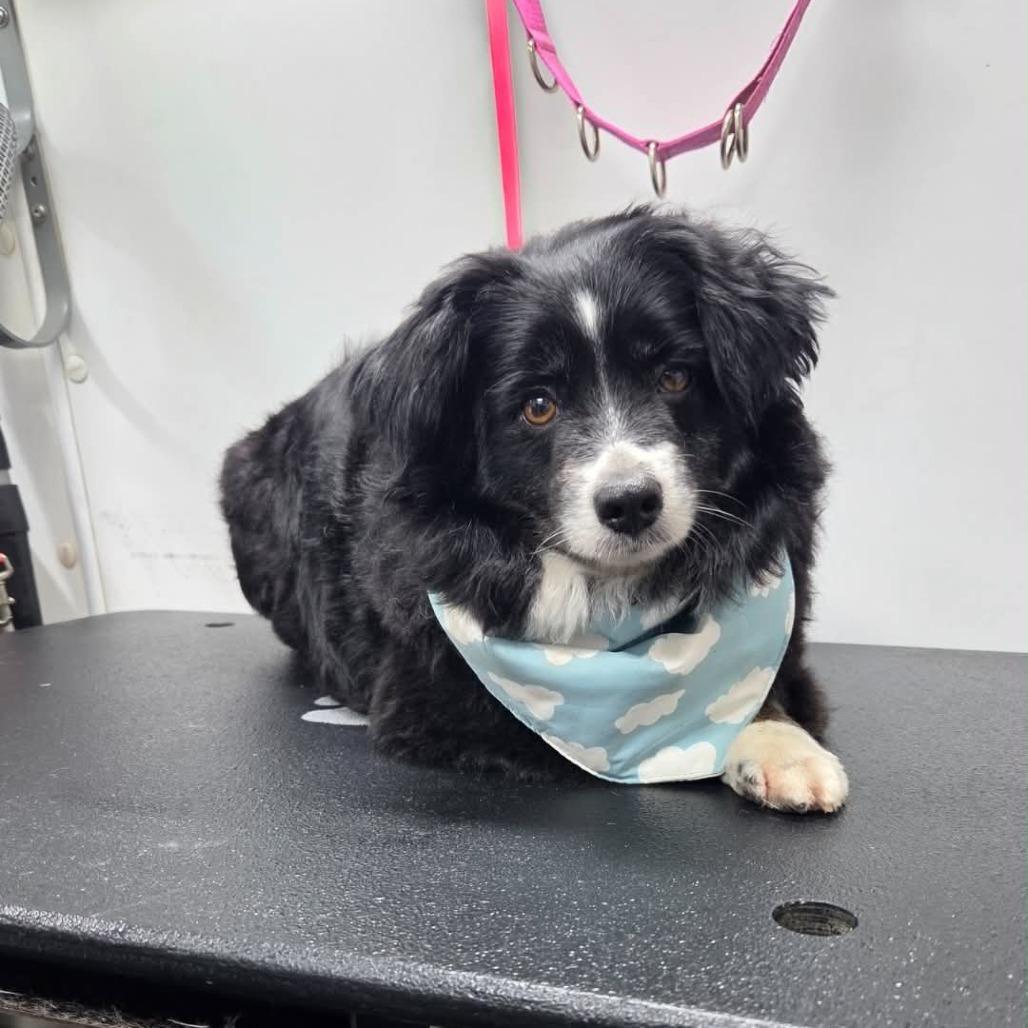Skittles, a Adoptable Australian Shepherd in Ada, MN image 5/5