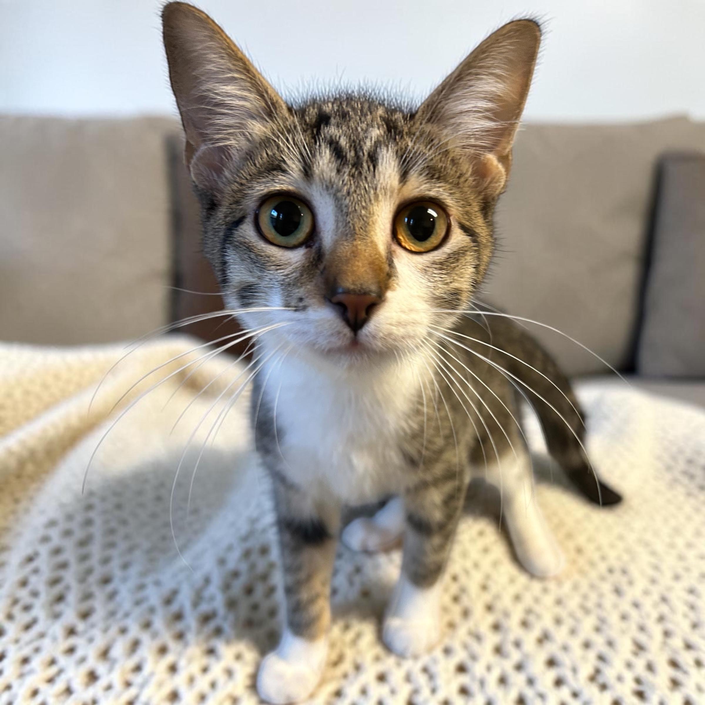 Jayna, Adoptable, Kitten Female Domestic Short Hair.