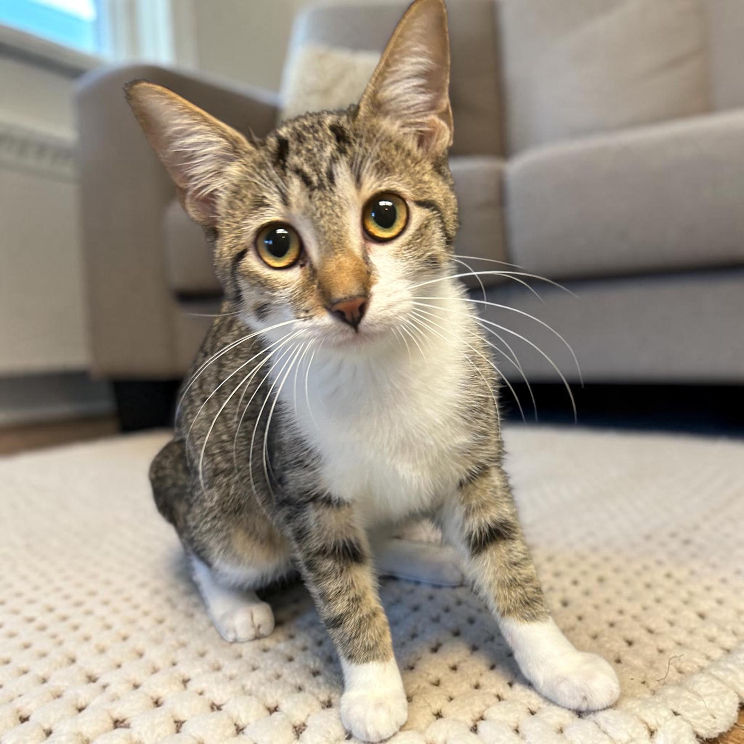 Enlarge Jayna, a Adoptable Domestic Short Hair in Tulsa, OK image 3/4