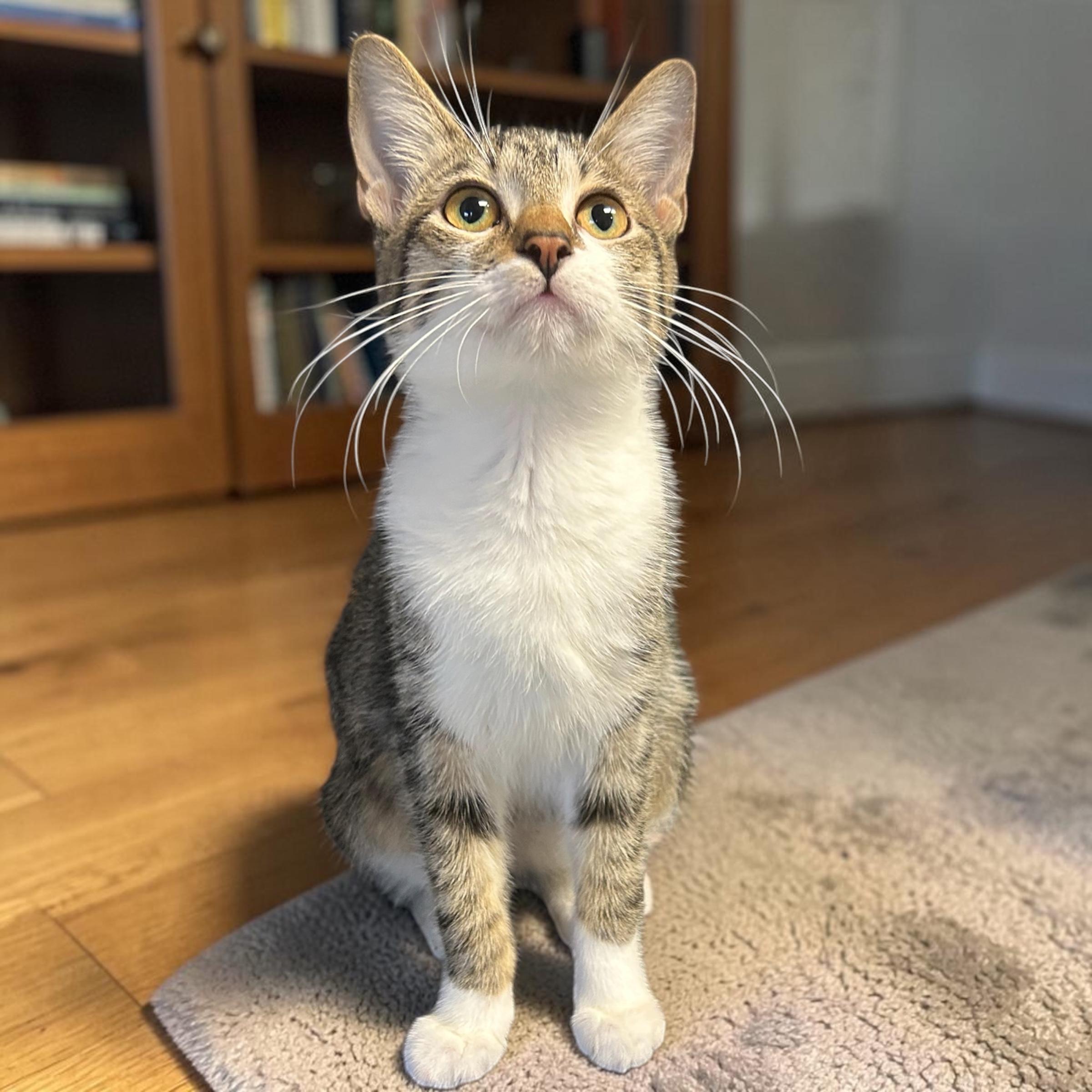 Enlarge Jayna, a Adoptable Domestic Short Hair in Tulsa, OK image 2/4