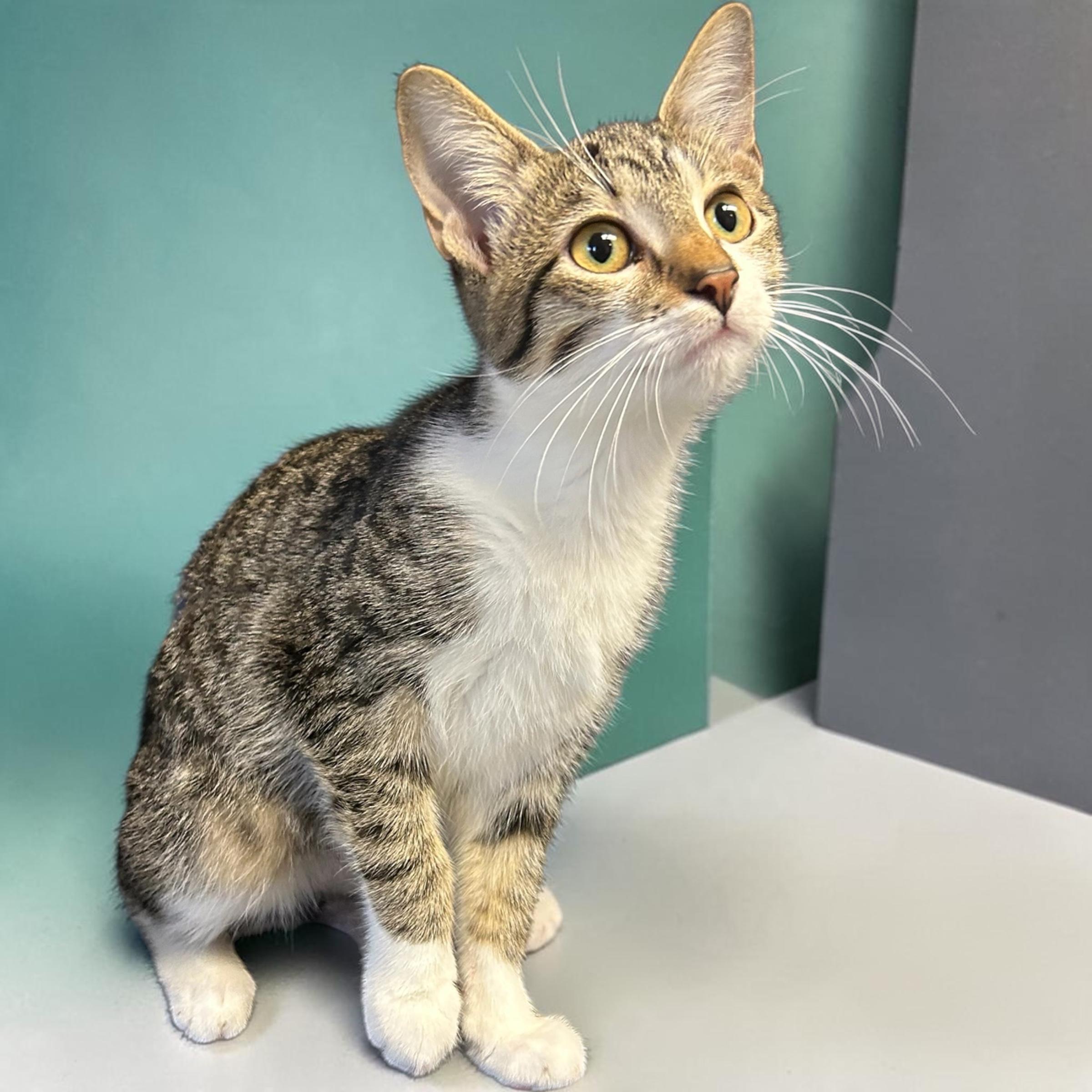 Enlarge Jayna, a Adoptable Domestic Short Hair in Tulsa, OK image 4/4