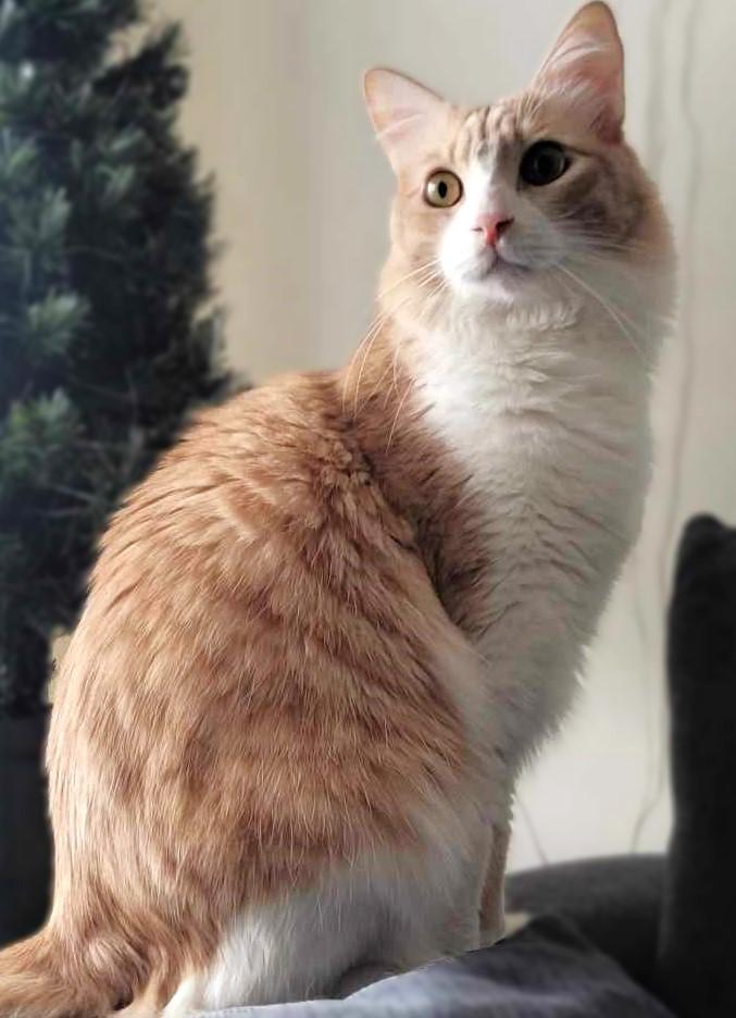 Let's hear it for Spirit, a Adoptable mixed breed in Mississauga, ON image 1/6