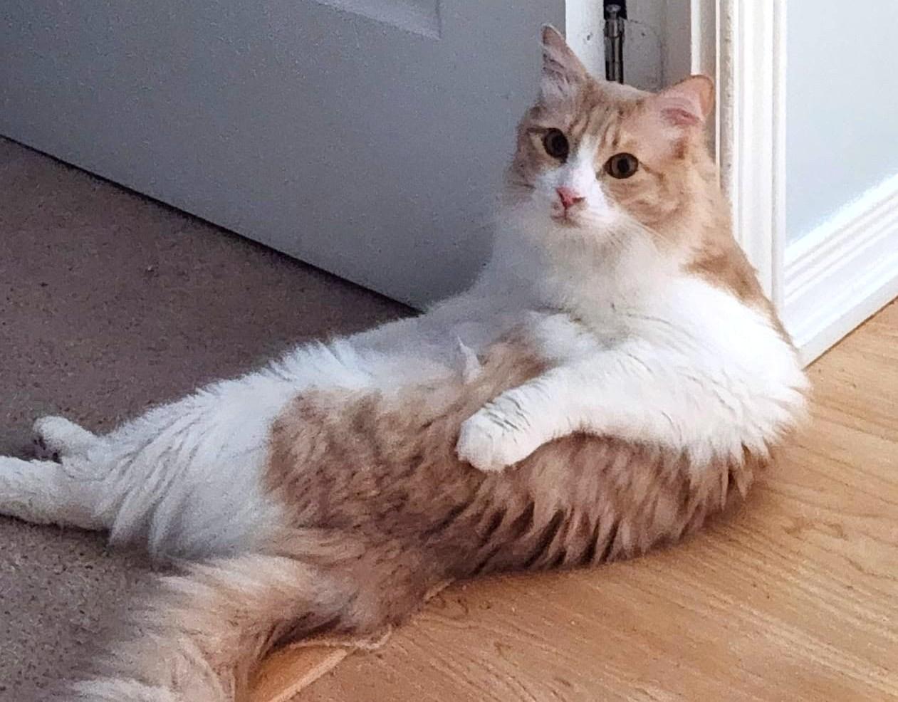 Let's hear it for Spirit, a Adoptable mixed breed in Mississauga, ON image 4/6