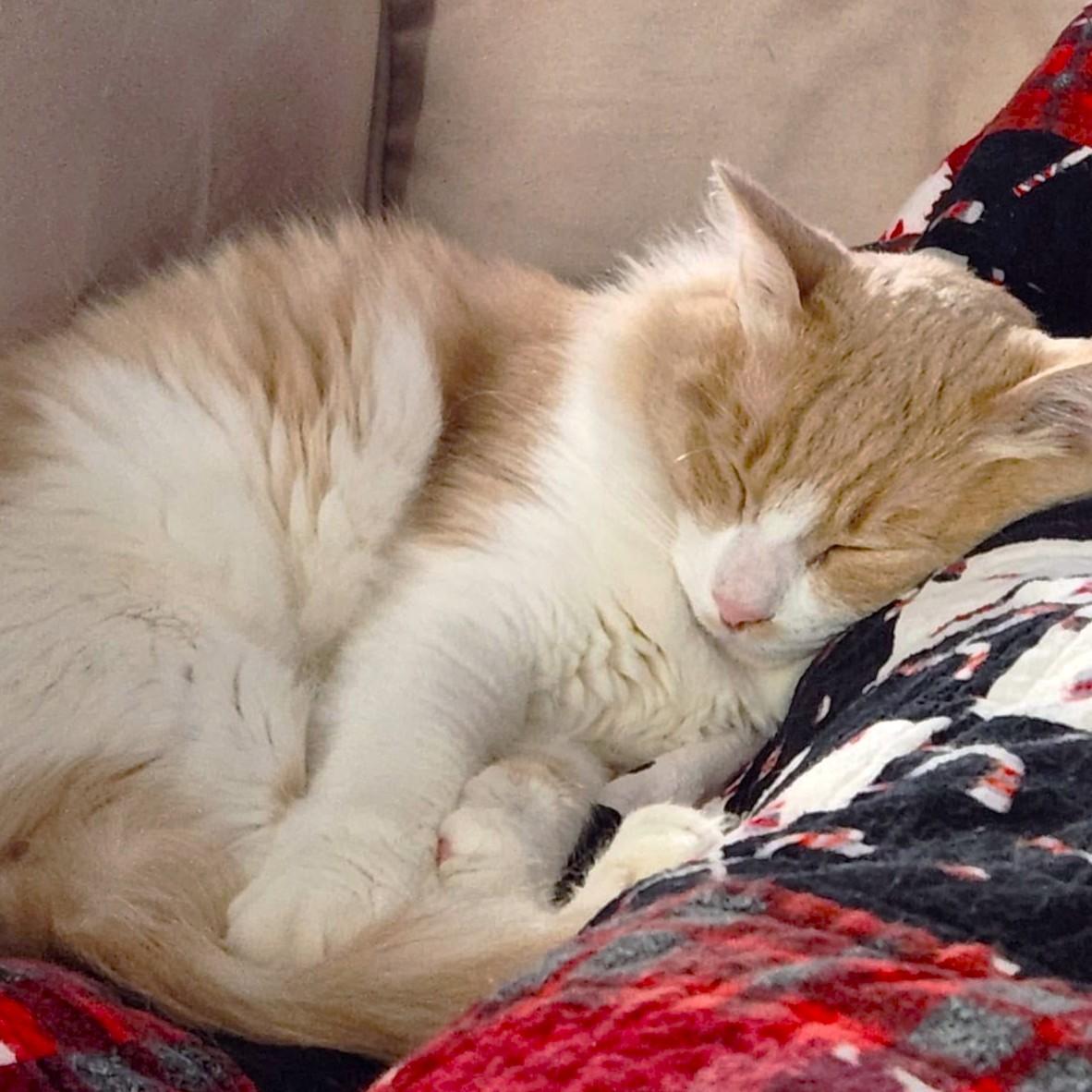 Let's hear it for Spirit, a Adoptable mixed breed in Mississauga, ON image 6/6