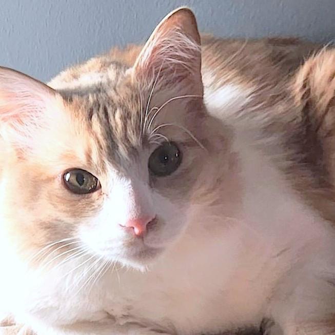 Let's hear it for Spirit