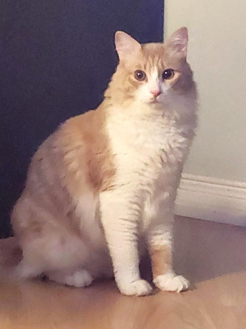 Let's hear it for Spirit, a Adoptable mixed breed in Mississauga, ON image 5/6