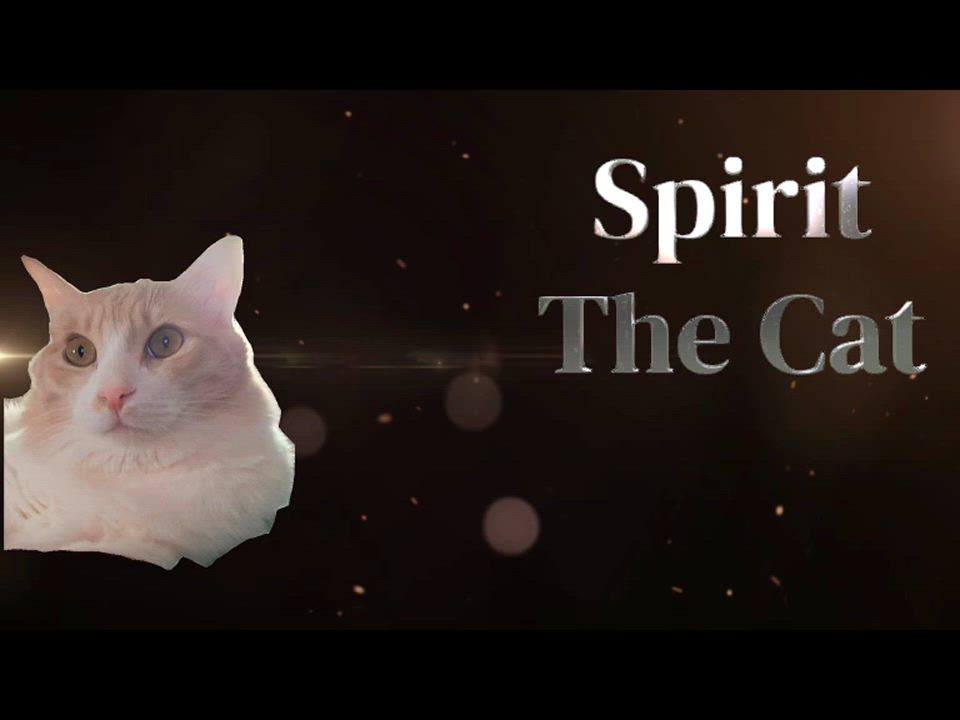 Enlarge Let's hear it for Spirit, a Adoptable mixed breed in Mississauga, ON video 2/6