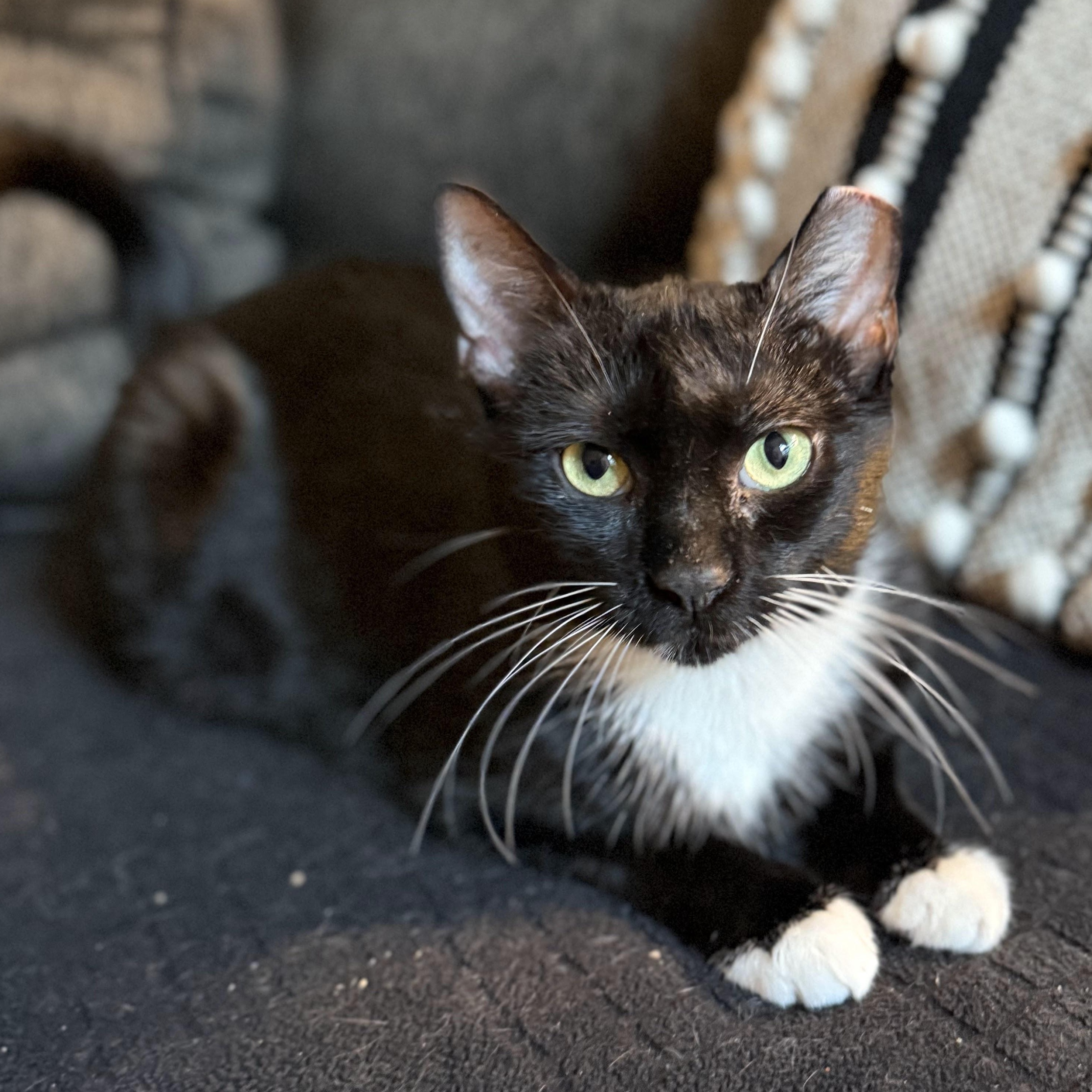 Enlarge Grape, a Adoptable American Shorthair in brooklyn, NY image 2/6