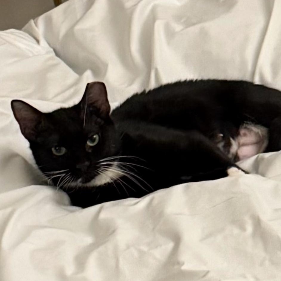 Enlarge Grape, a Adoptable American Shorthair in brooklyn, NY image 4/6