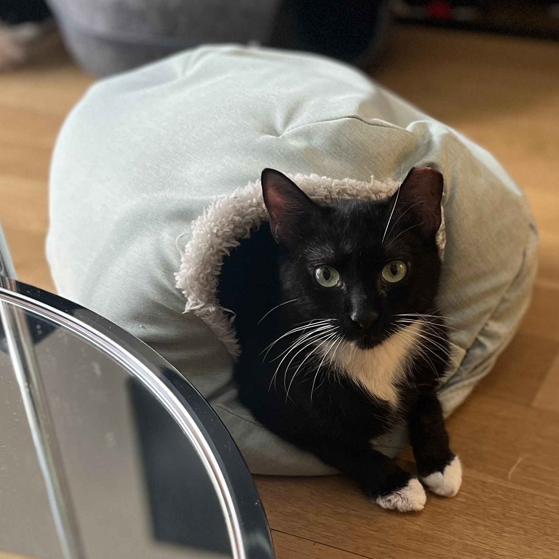 Enlarge Grape, a Adoptable American Shorthair in brooklyn, NY image 3/6