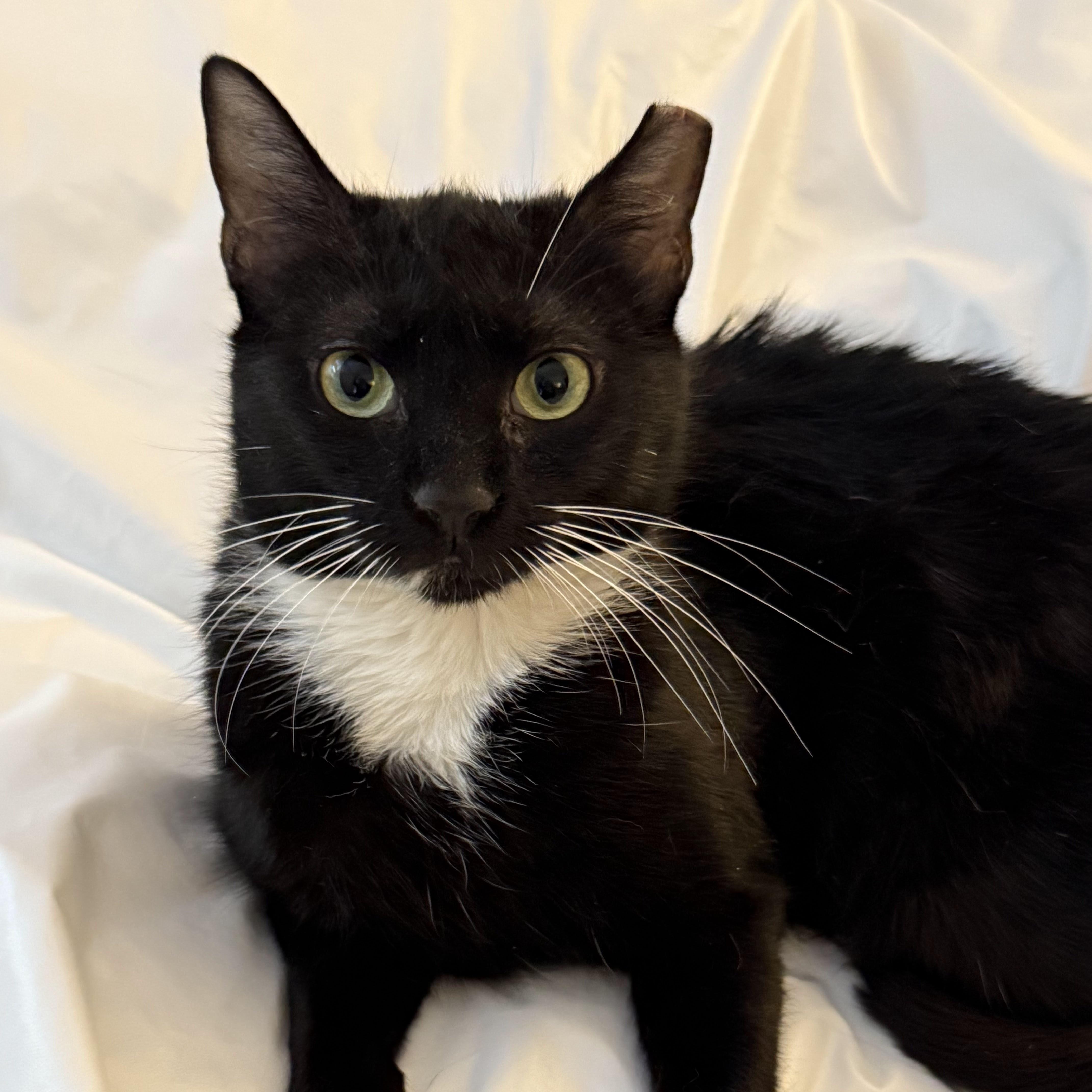 Grape, Adoptable, Adult Female American Shorthair.