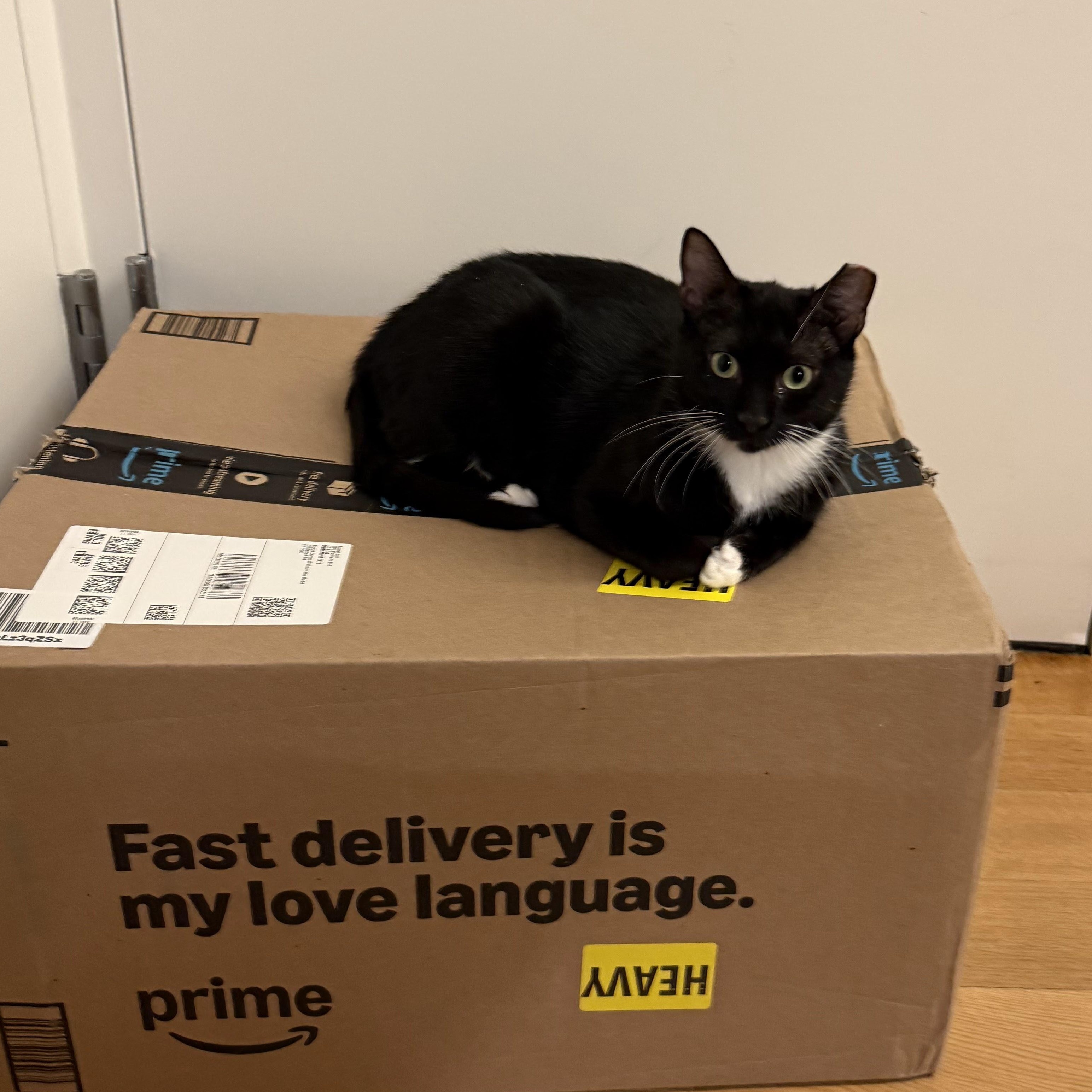 Enlarge Grape, a Adoptable American Shorthair in brooklyn, NY image 6/6