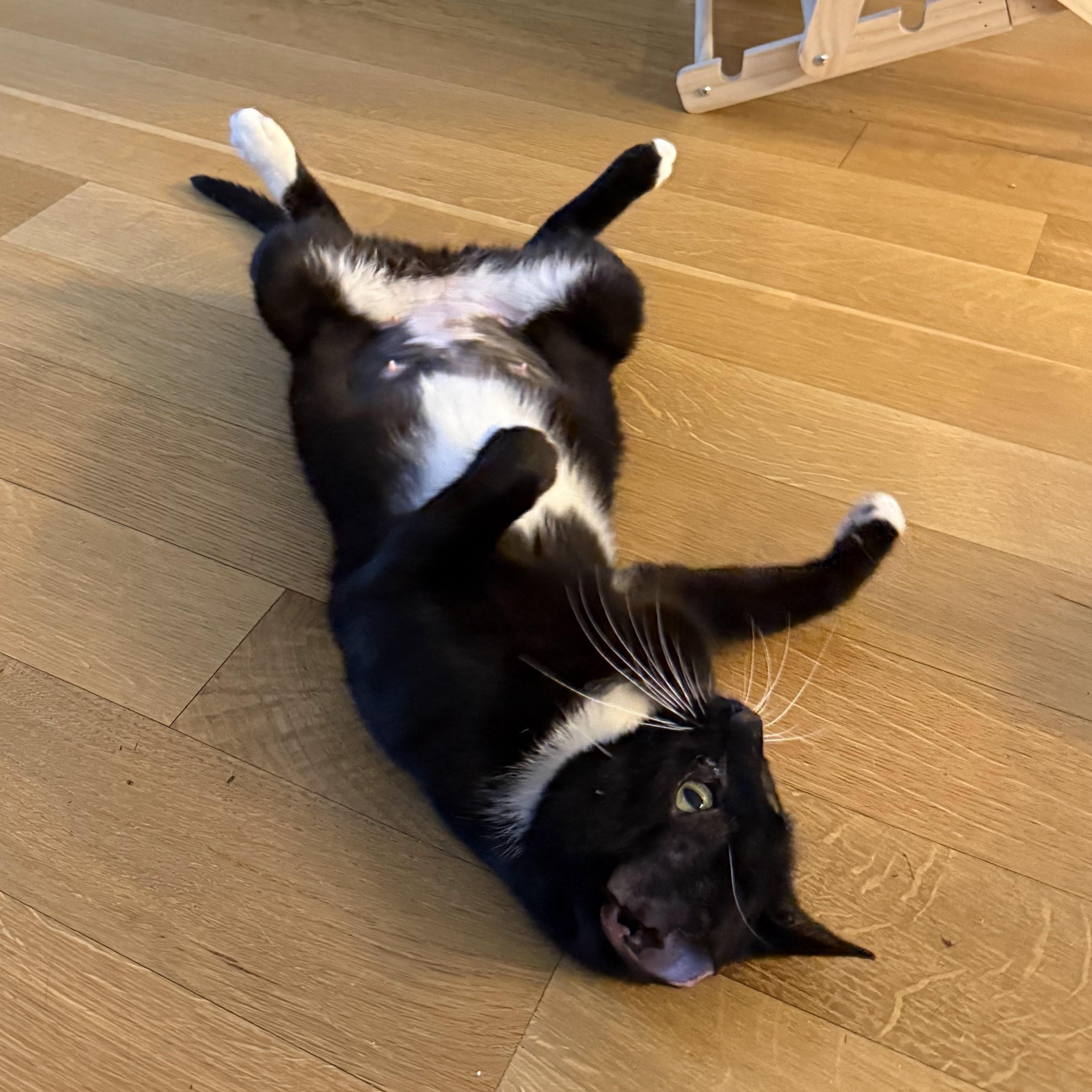 Enlarge Grape, a Adoptable American Shorthair in brooklyn, NY image 5/6