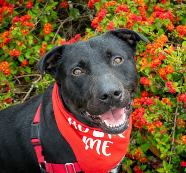 SHILOH, Adoptable, Adult Male Labrador Retriever & Mixed Breed.