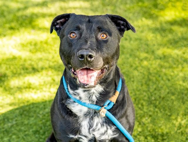 SHILOH, Adoptable, Adult Male Labrador Retriever & Mixed Breed.