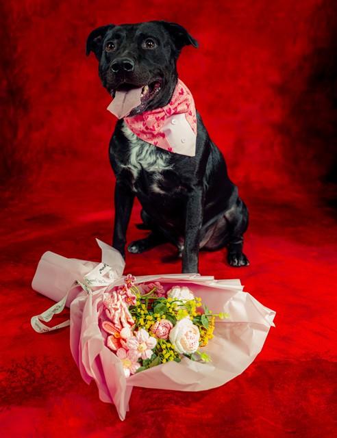 Enlarge SHILOH, a Adoptable mixed breed in San Jose, CA image 1/1