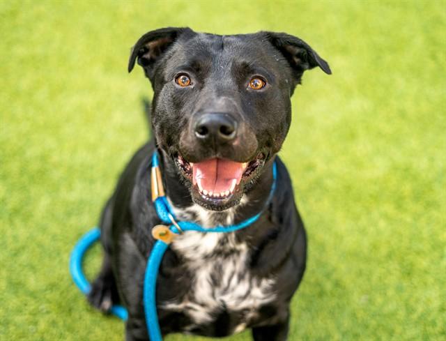 Enlarge SHILOH, a Adoptable mixed breed in San Jose, CA image 1/1