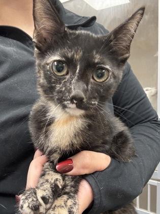 Butter Cup photo