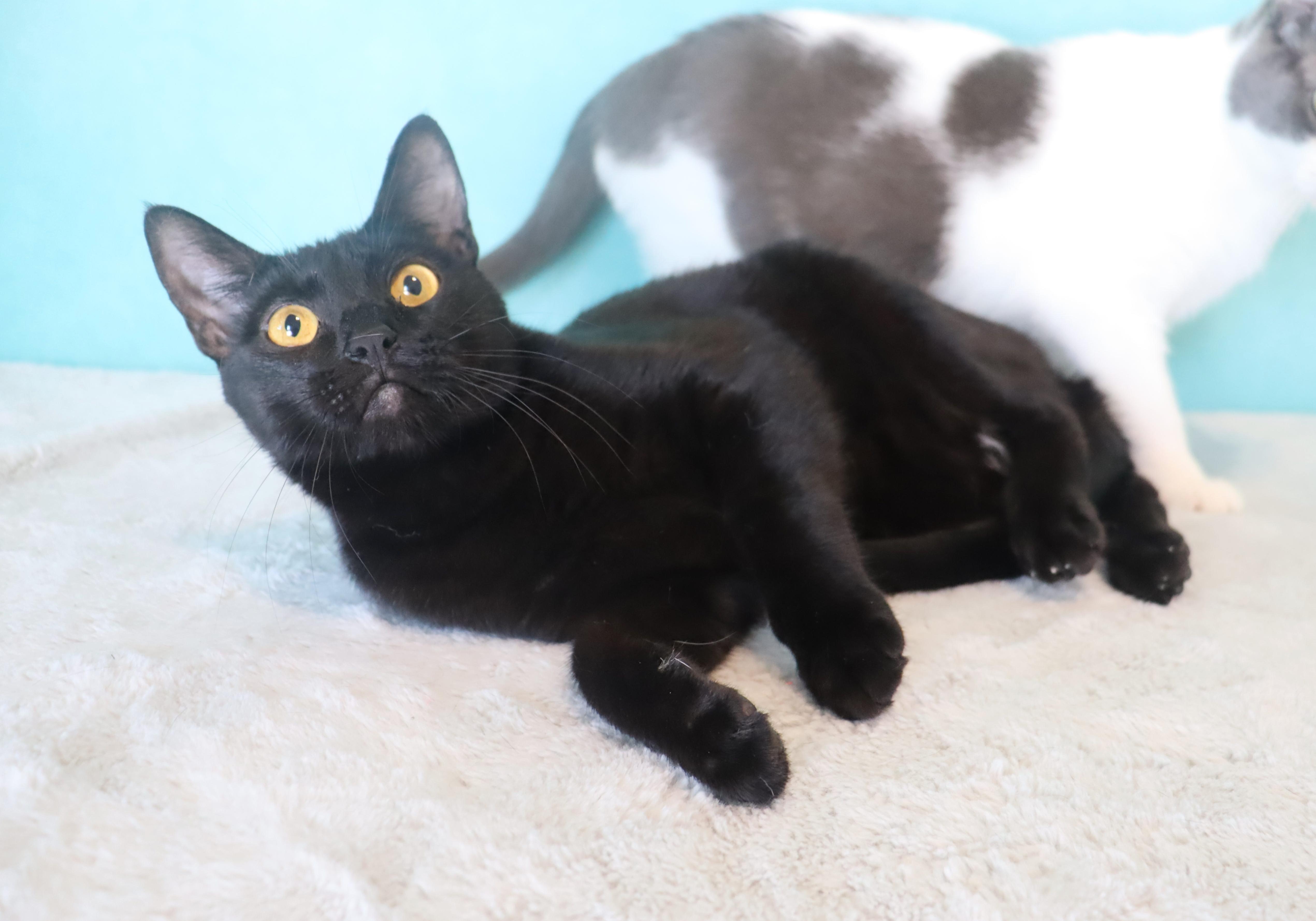 Enlarge Cosmo- Sleek Black Mini-Panther- ULTRA LOVING LAP CAT, a Adoptable Domestic Short Hair in League City, TX image 5/6