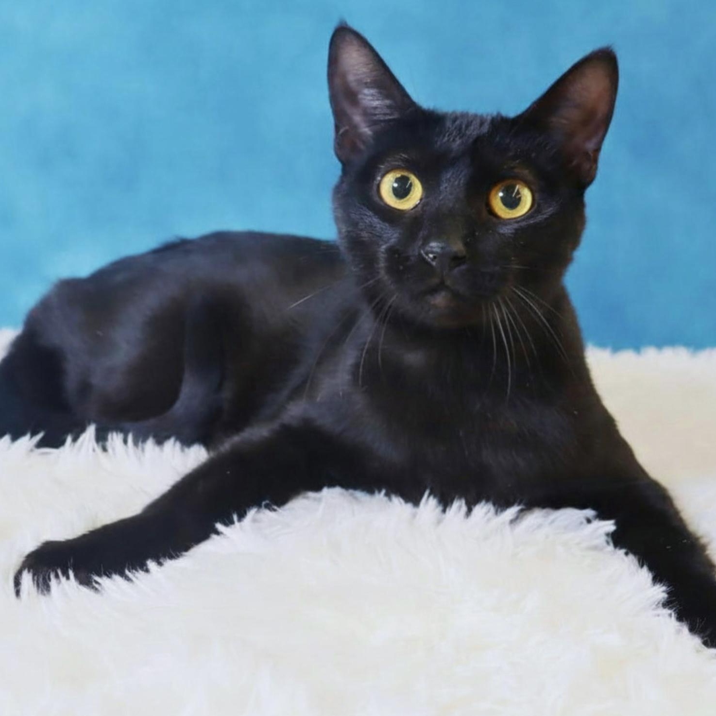 Enlarge Cosmo- Sleek Black Mini-Panther, a Adoptable Domestic Short Hair in League City, TX image 3/6