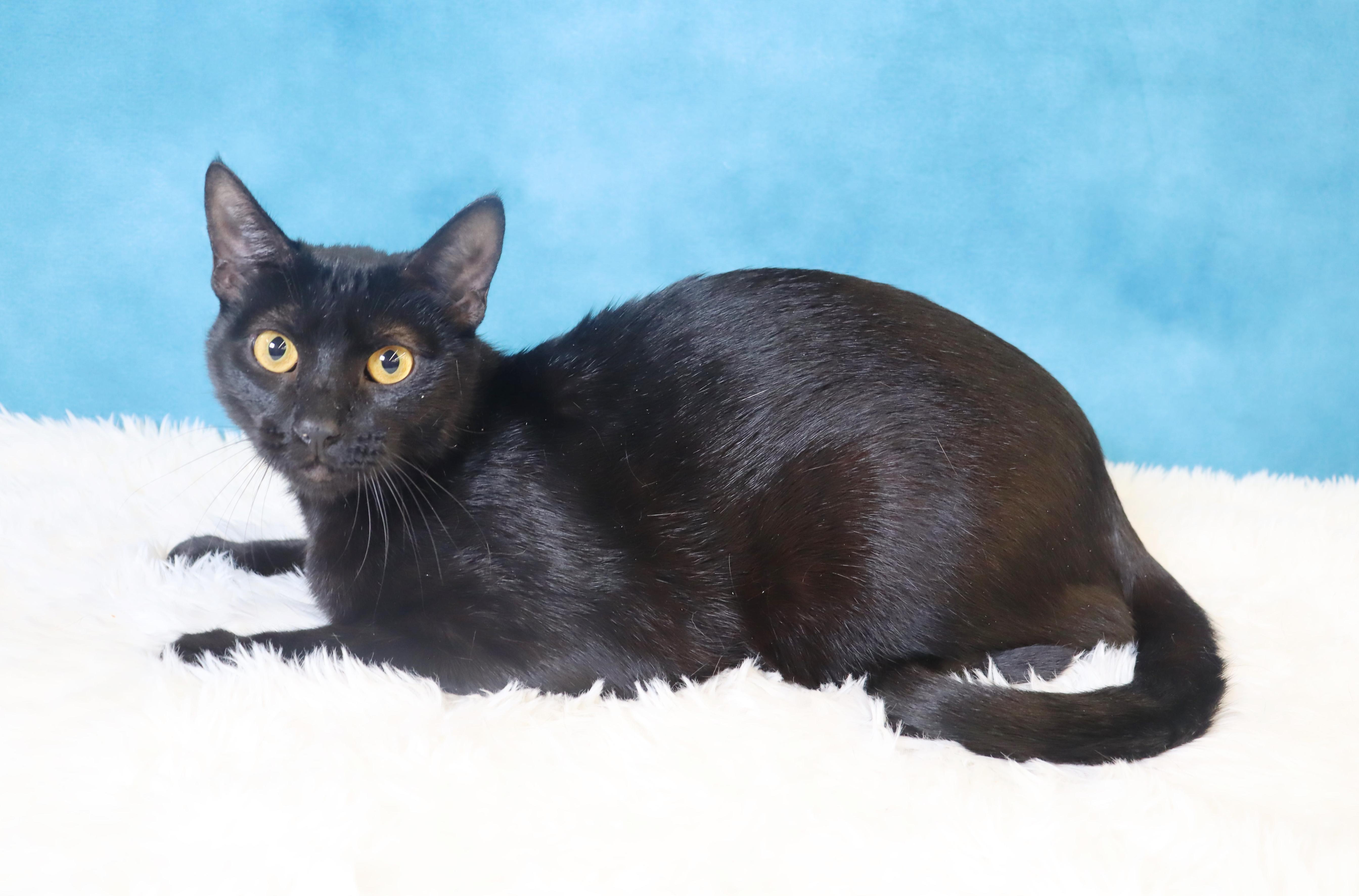 Enlarge Cosmo- Sleek Black Mini-Panther, a Adoptable Domestic Short Hair in League City, TX image 5/6