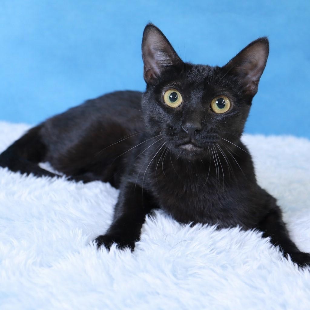 Enlarge Cosmo- Sleek Black Mini-Panther, a Adoptable Domestic Short Hair in League City, TX image 2/6