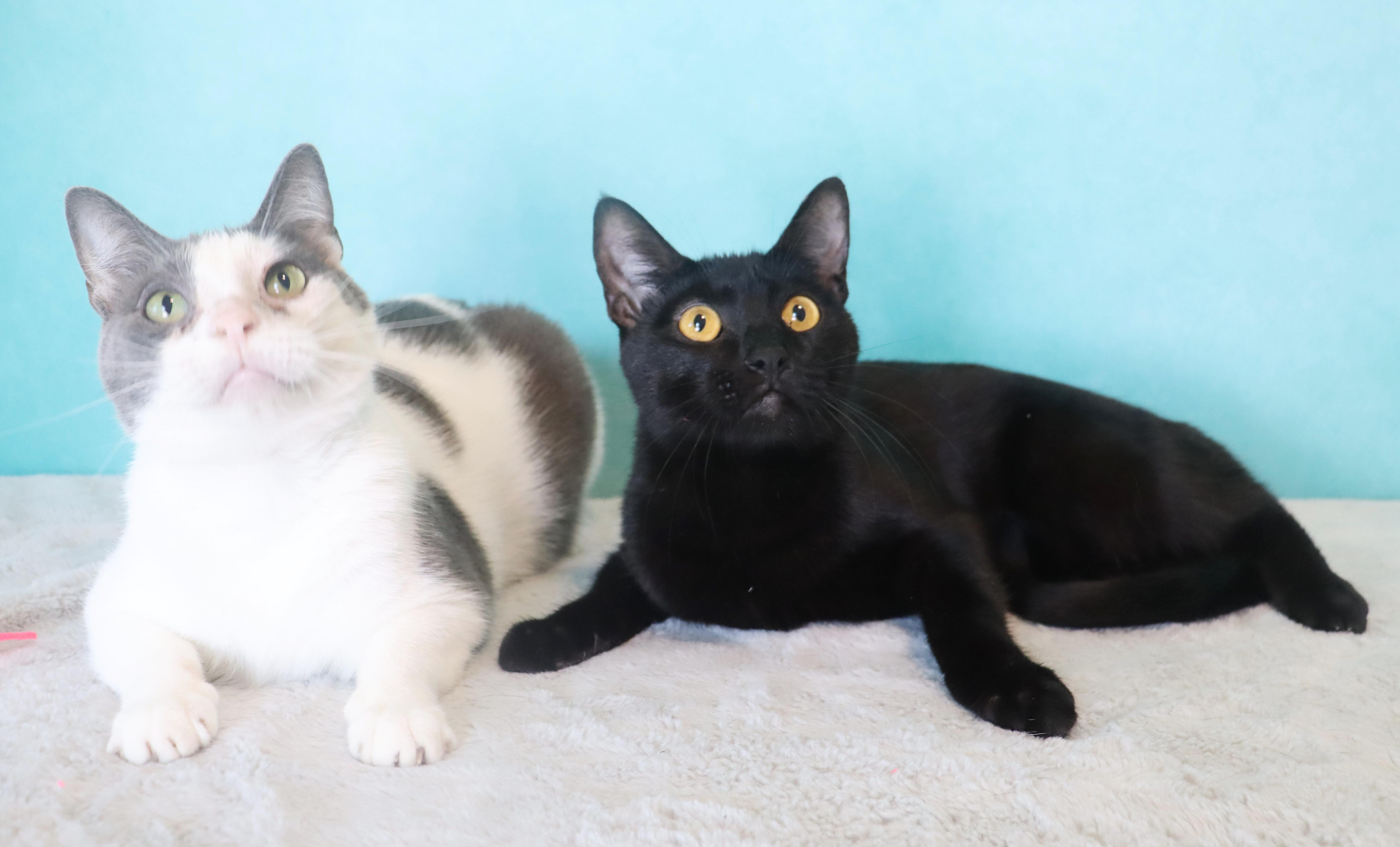 Enlarge Cosmo- Sleek Black Mini-Panther- ULTRA LOVING LAP CAT, a Adoptable Domestic Short Hair in League City, TX image 2/6