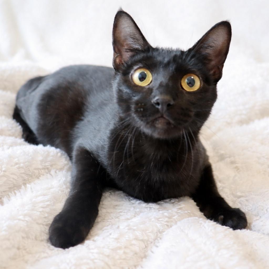 Enlarge Cosmo- Sleek Black Mini-Panther, a Adoptable Domestic Short Hair in League City, TX image 1/3