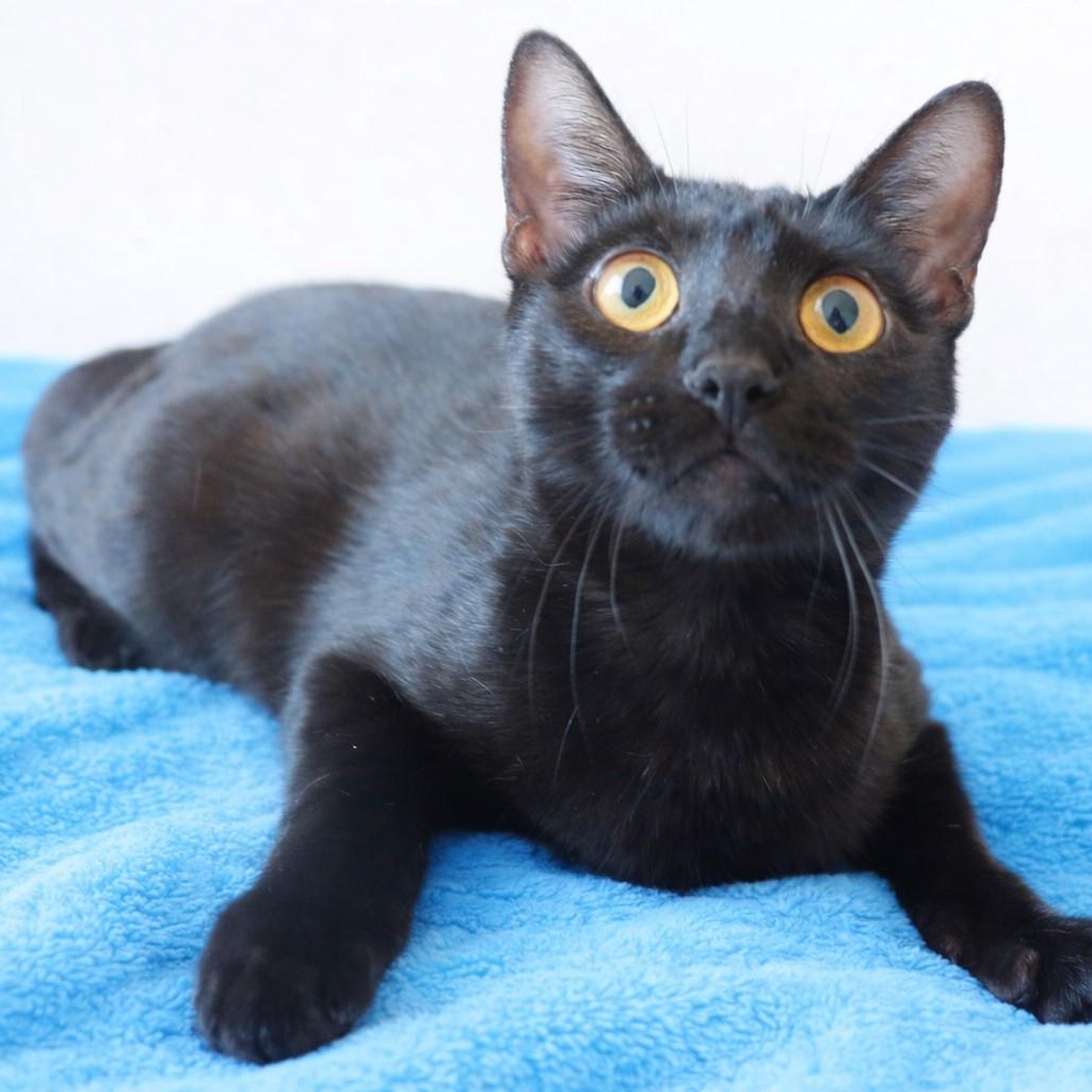 Enlarge Cosmo- Sleek Black Mini-Panther, a Adoptable Domestic Short Hair in League City, TX image 2/3