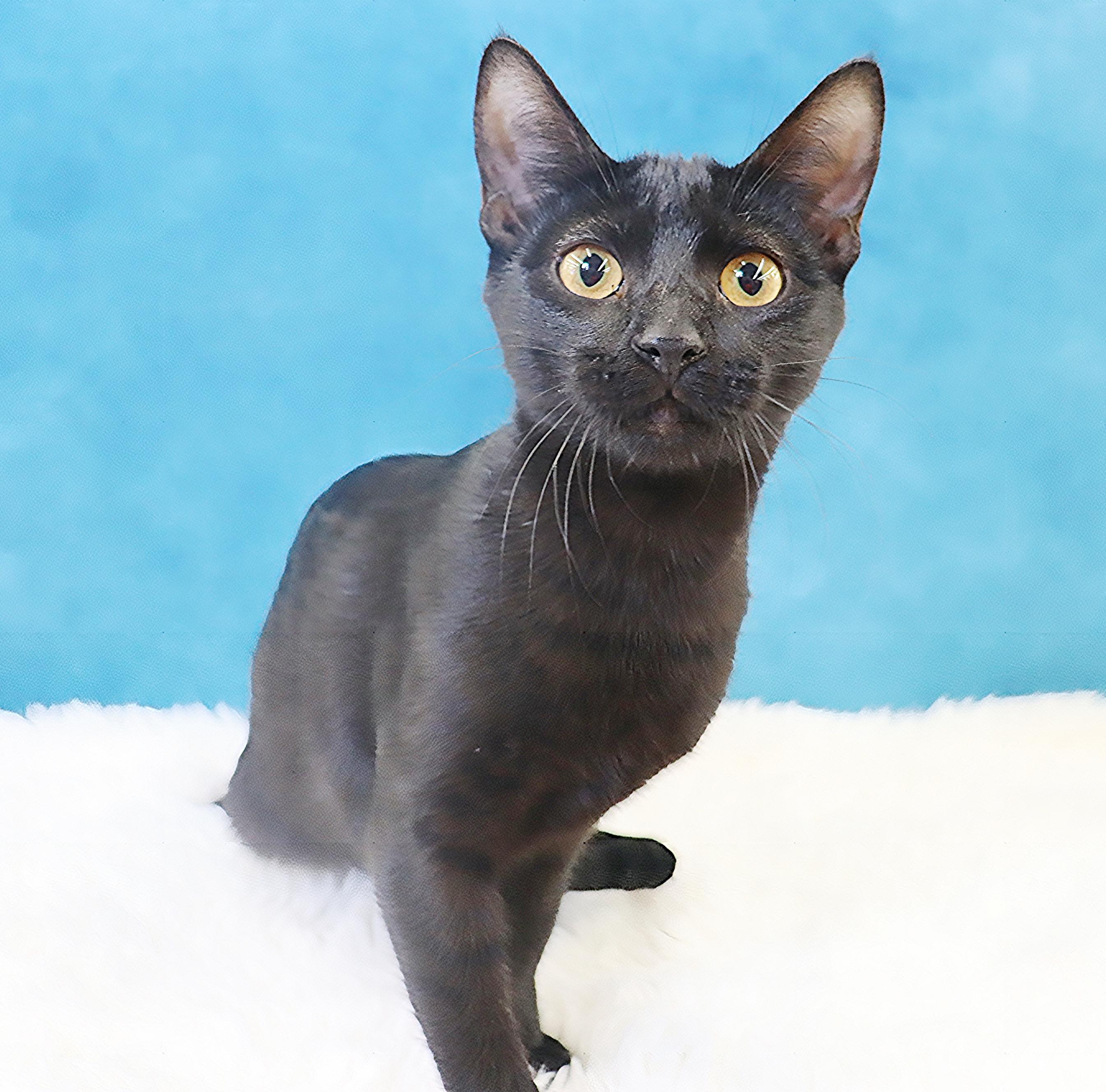 Cosmo, Adoptable, Young Male Domestic Short Hair.