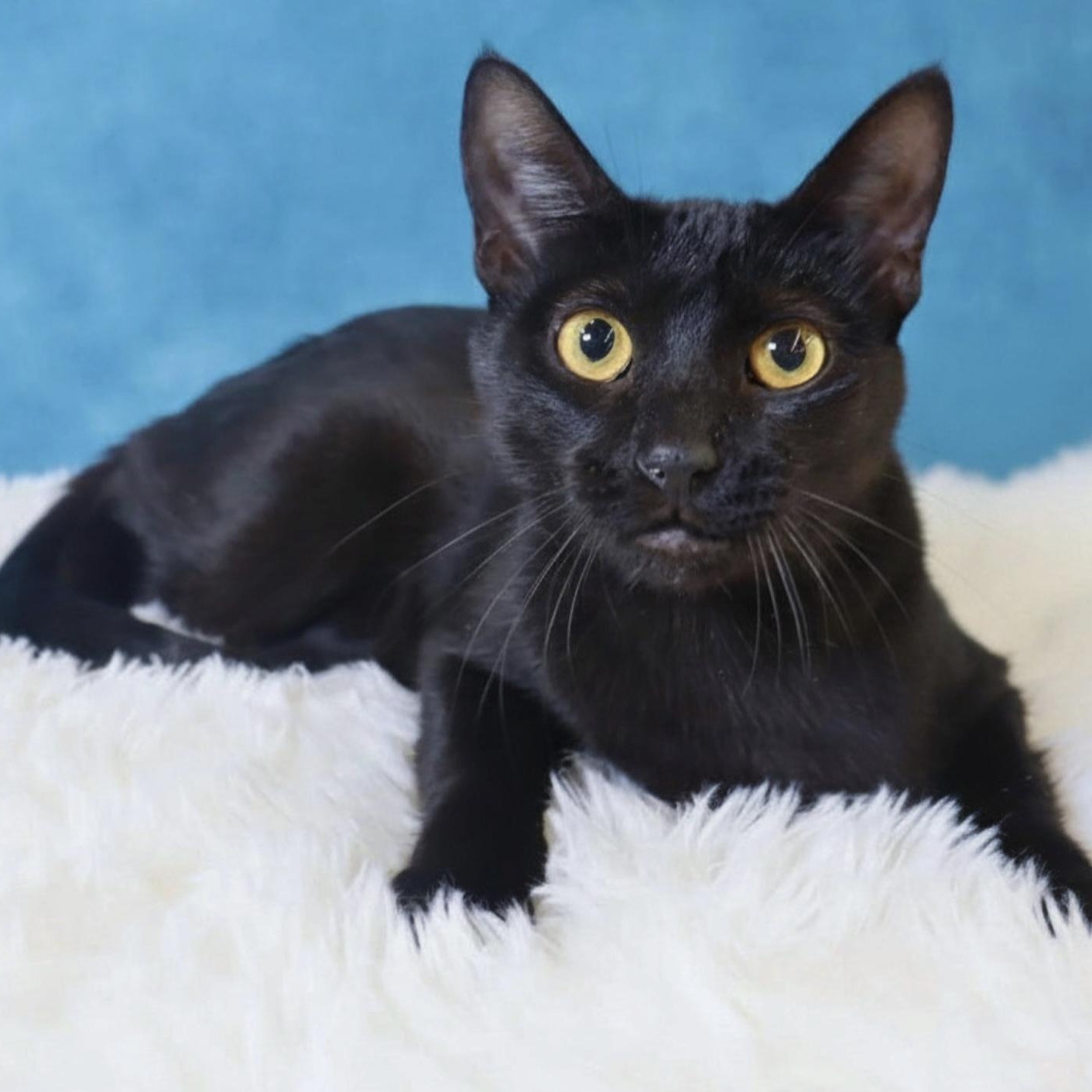 Cosmo- Sleek Black Mini-Panther, Adoptable, Young Male Domestic Short Hair.