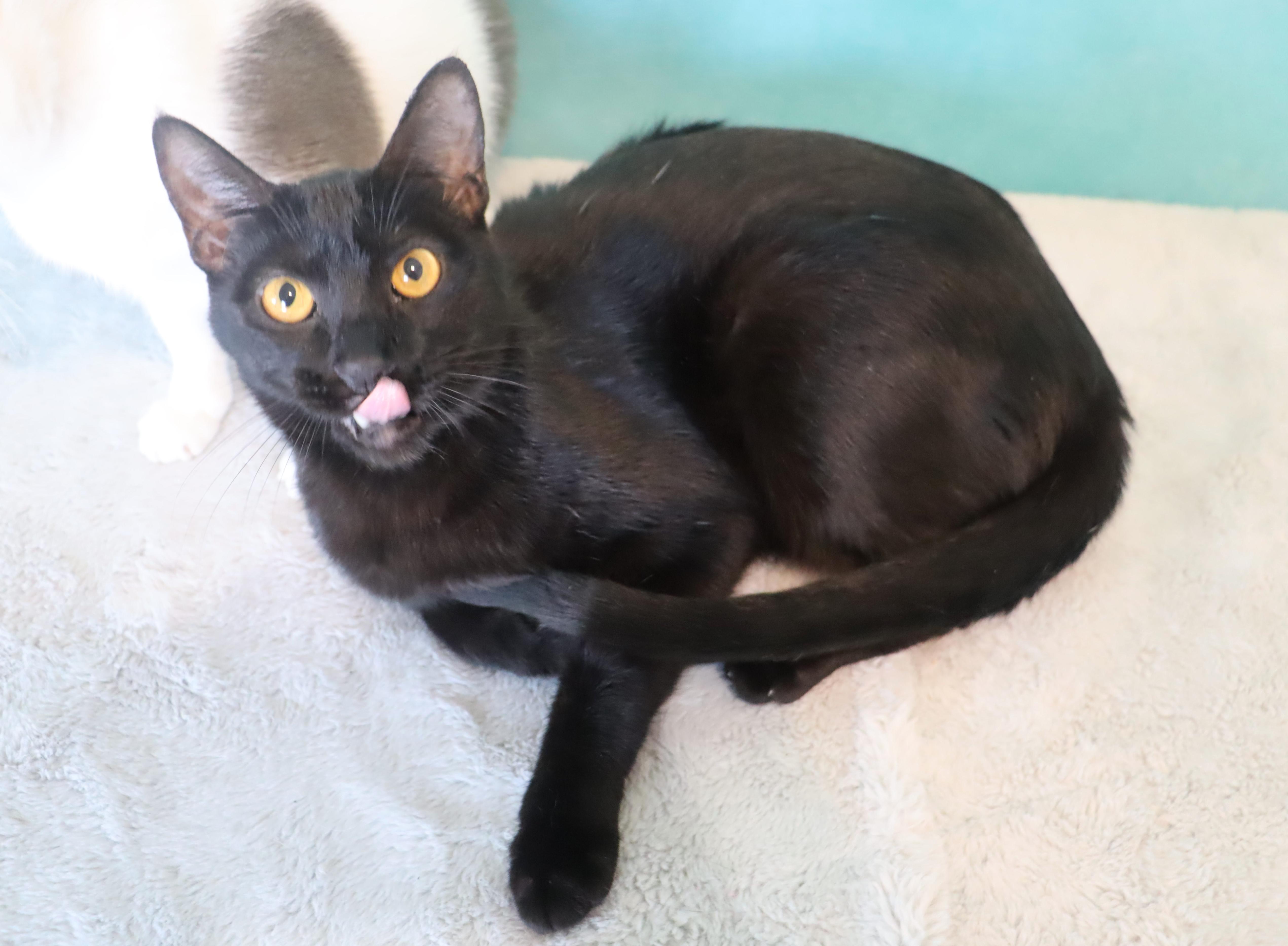 Enlarge Cosmo- Sleek Black Mini-Panther- ULTRA LOVING LAP CAT, a Adoptable Domestic Short Hair in League City, TX image 4/6