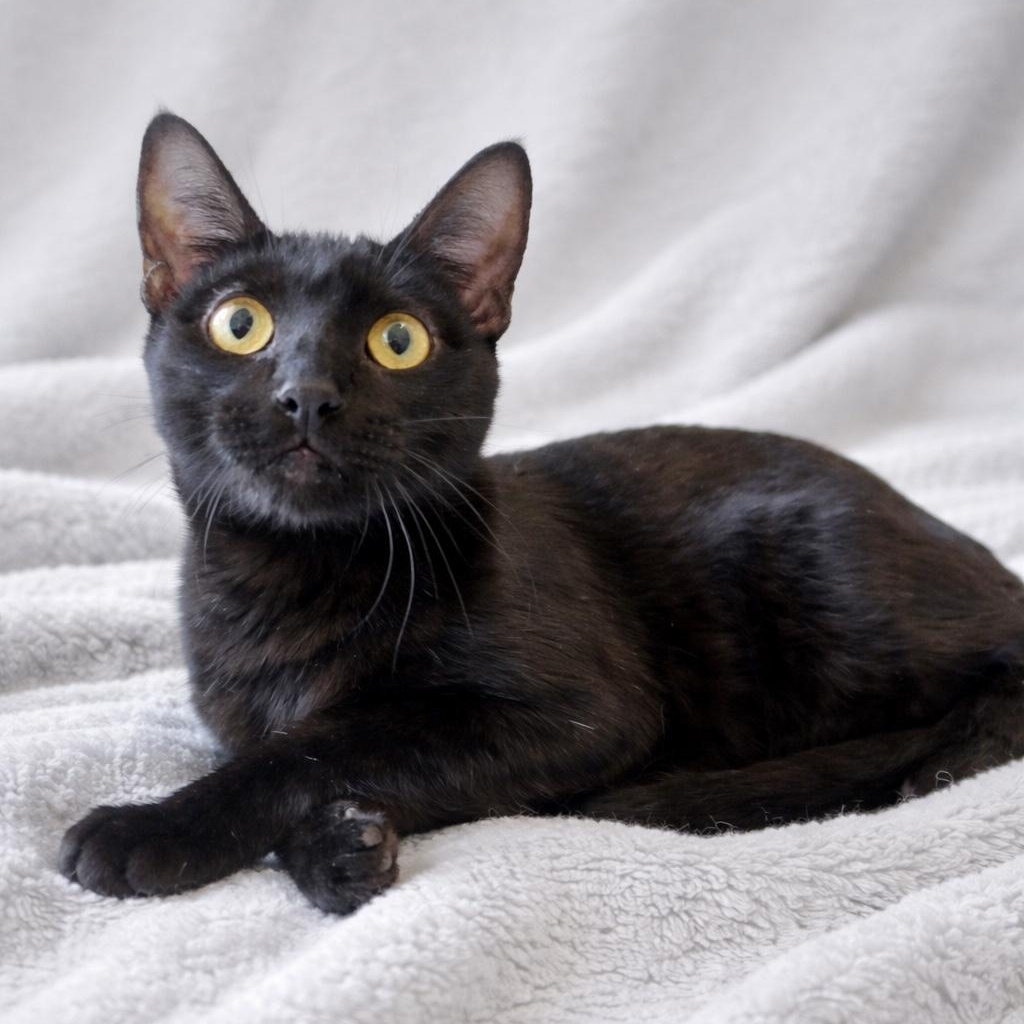 Enlarge Cosmo- Sleek Black Mini-Panther, a Adoptable Domestic Short Hair in League City, TX image 3/3