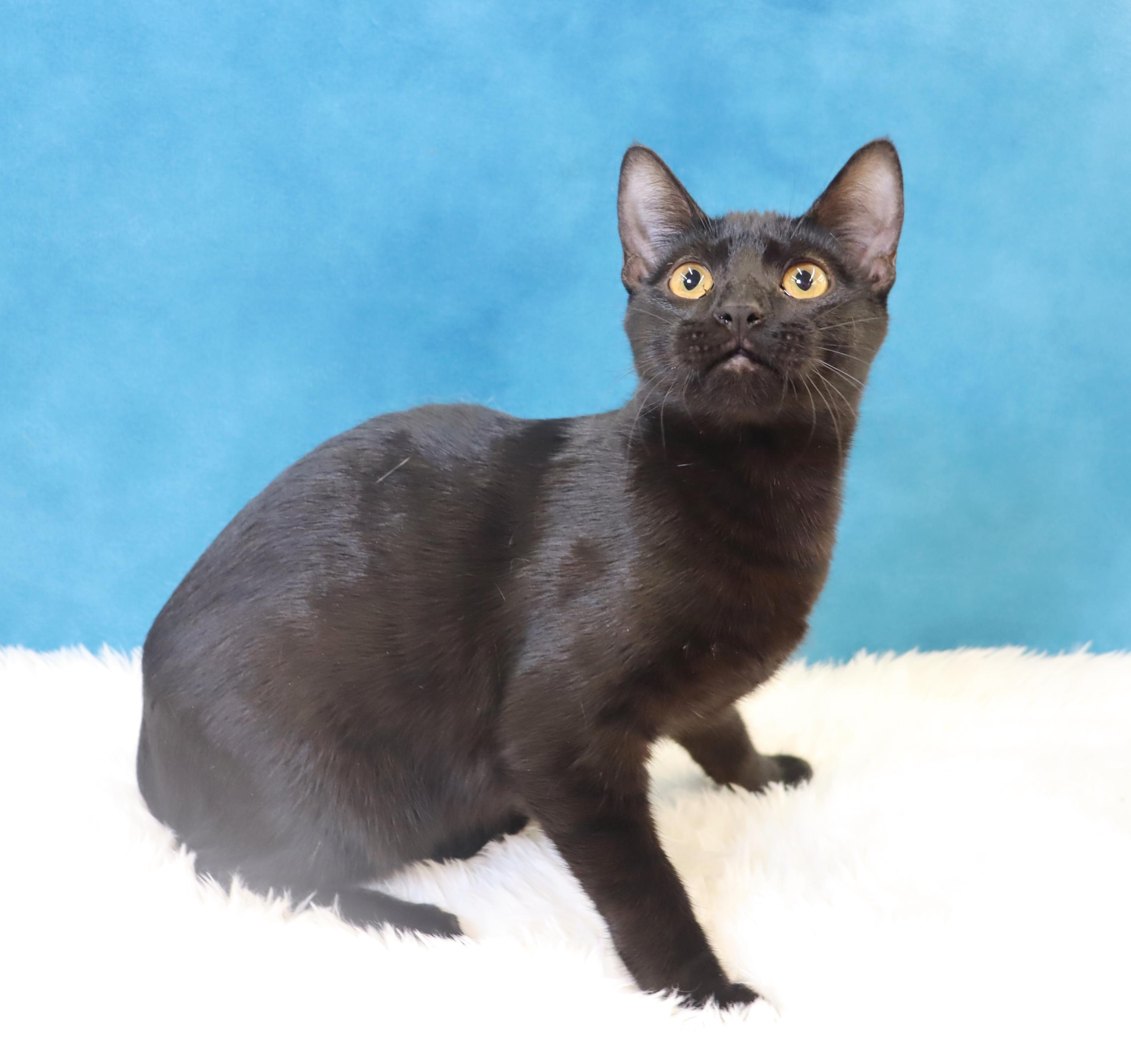 Cosmo, a Adoptable Domestic Short Hair in League City, TX image 4/5