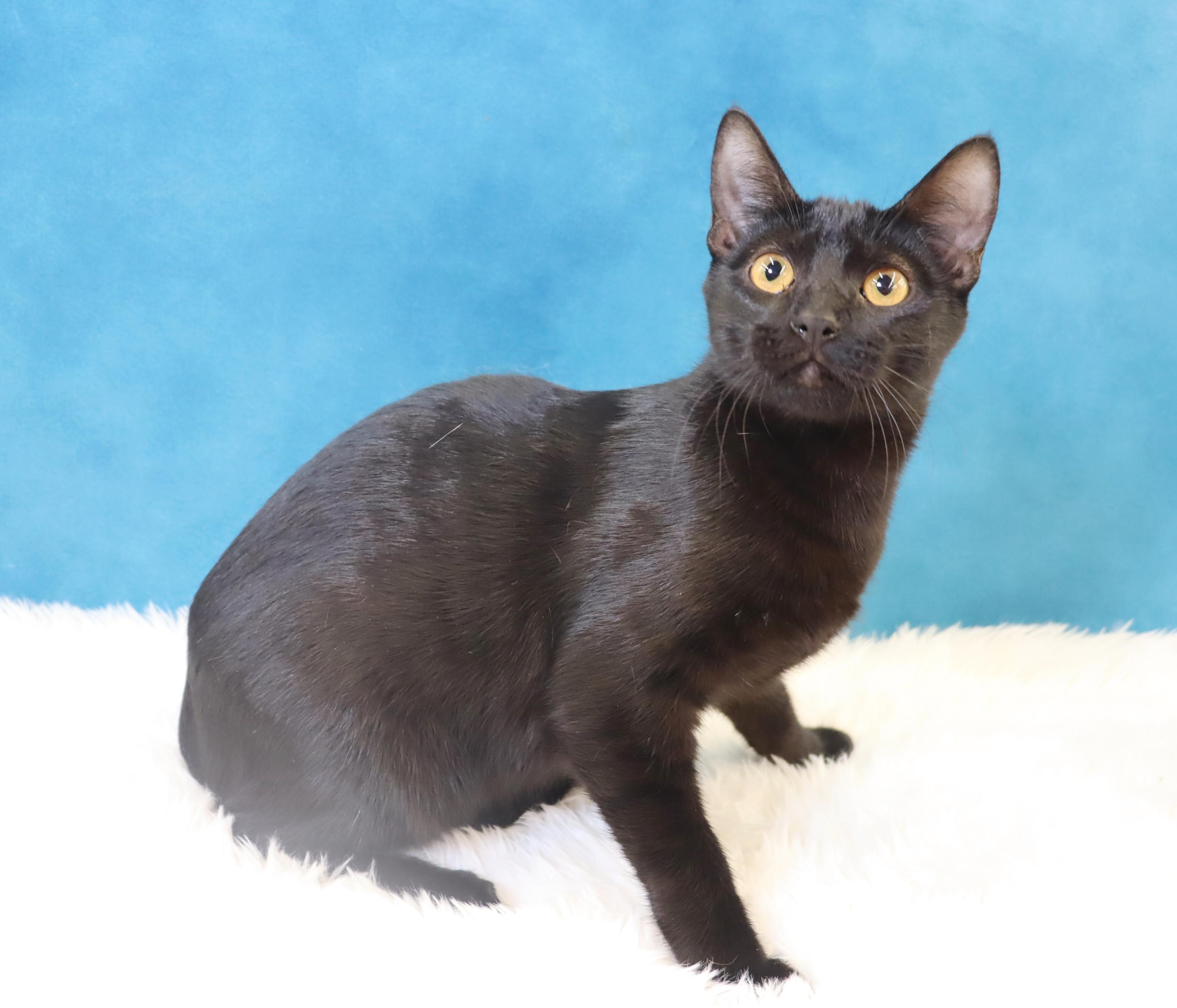 Cosmo, Adoptable, Young Male Domestic Short Hair.