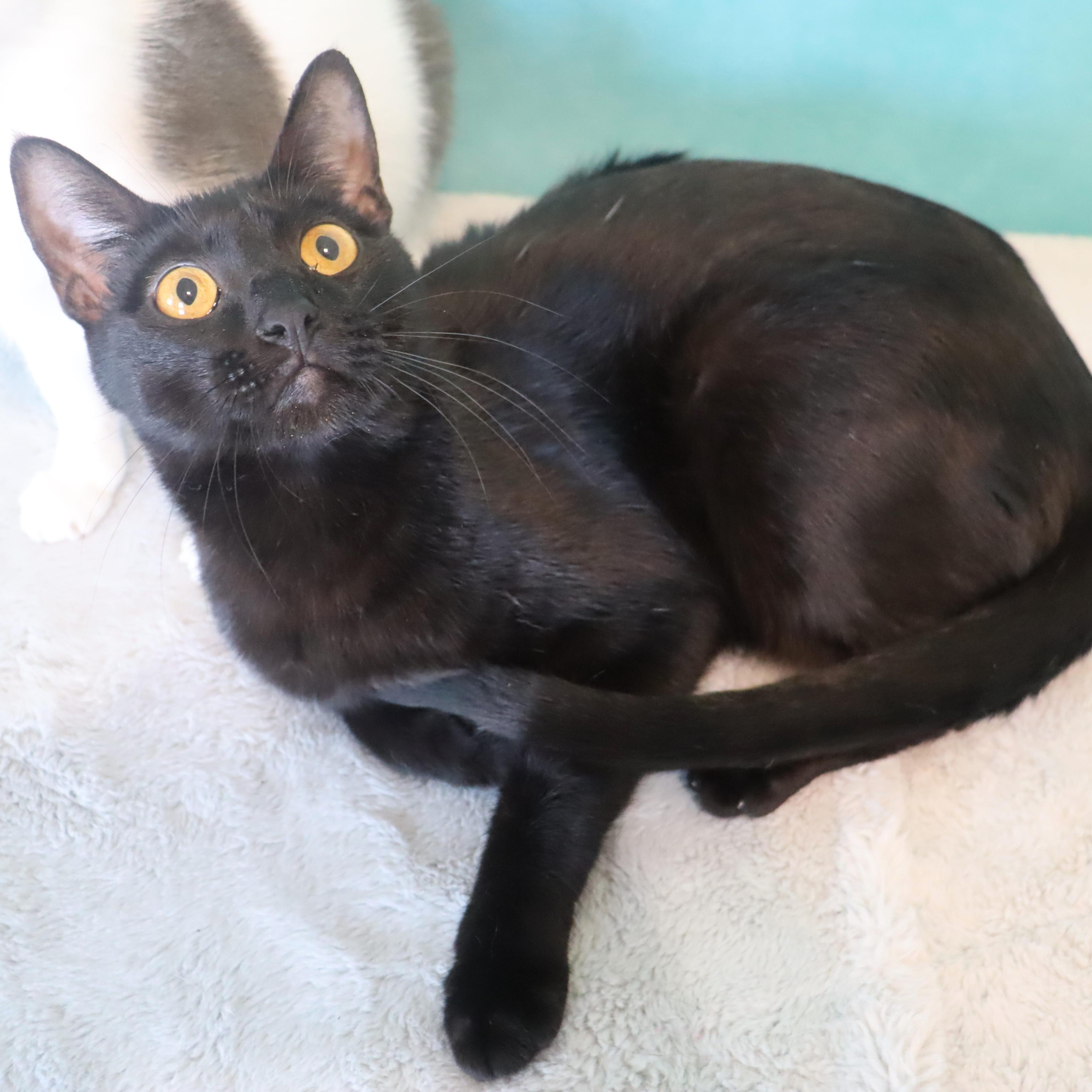 Cosmo- Sleek Black Mini-Panther- ULTRA LOVING LAP CAT, Adoptable, Young Male Domestic Short Hair.