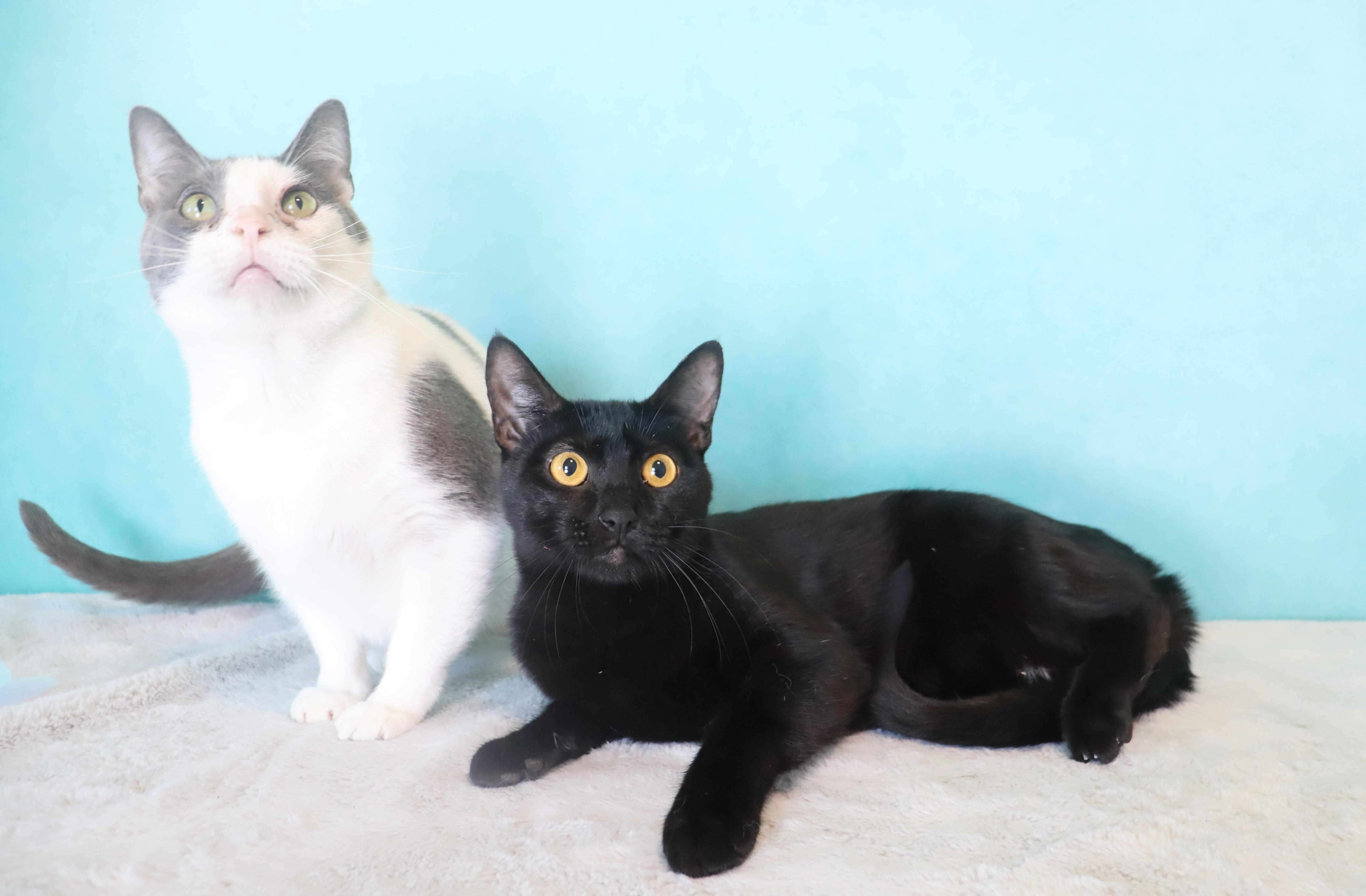 Enlarge Cosmo- Sleek Black Mini-Panther- ULTRA LOVING LAP CAT, a Adoptable Domestic Short Hair in League City, TX image 6/6