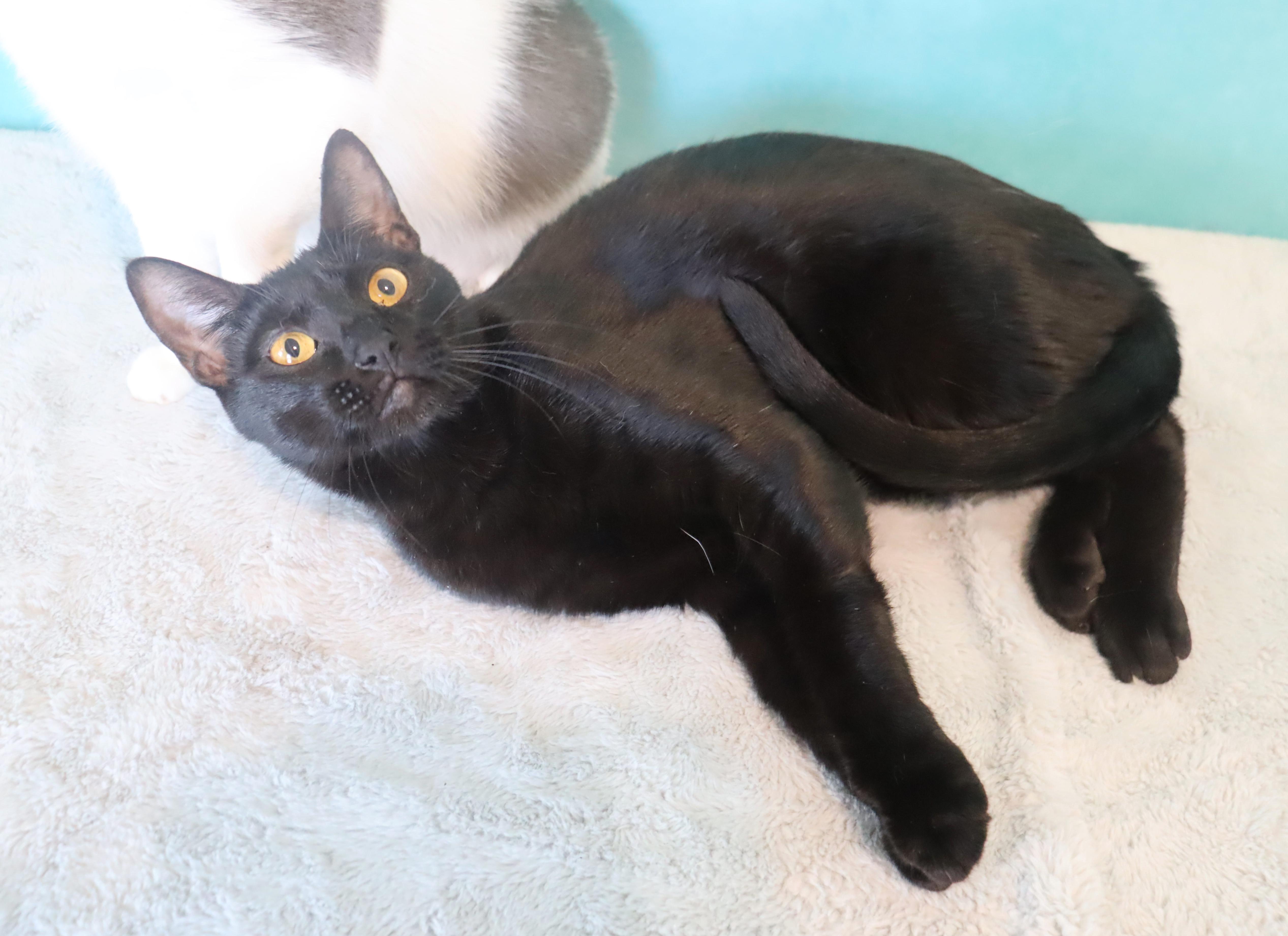 Enlarge Cosmo- Sleek Black Mini-Panther- ULTRA LOVING LAP CAT, a Adoptable Domestic Short Hair in League City, TX image 3/6