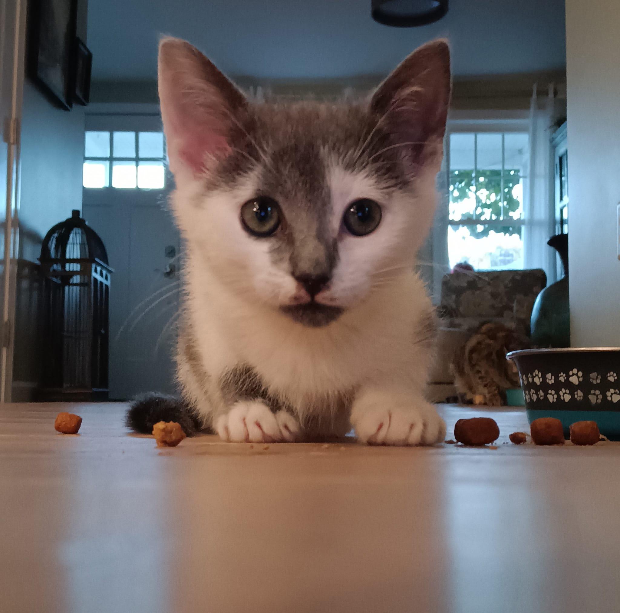 Enlarge Hemingway, a Adopted Domestic Short Hair in New Bedford, MA image 4/6