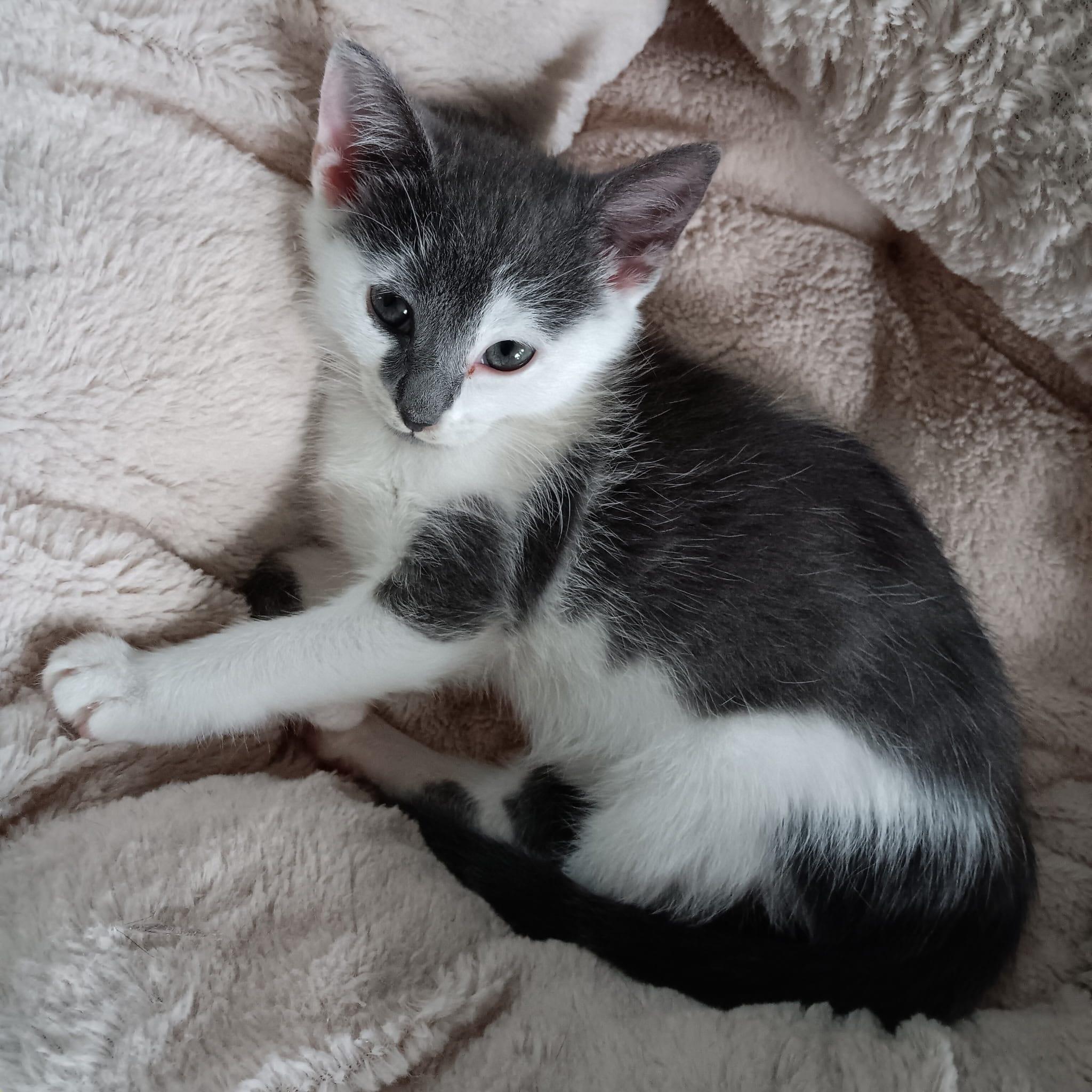Enlarge Hemingway, a Adopted Domestic Short Hair in New Bedford, MA image 5/6