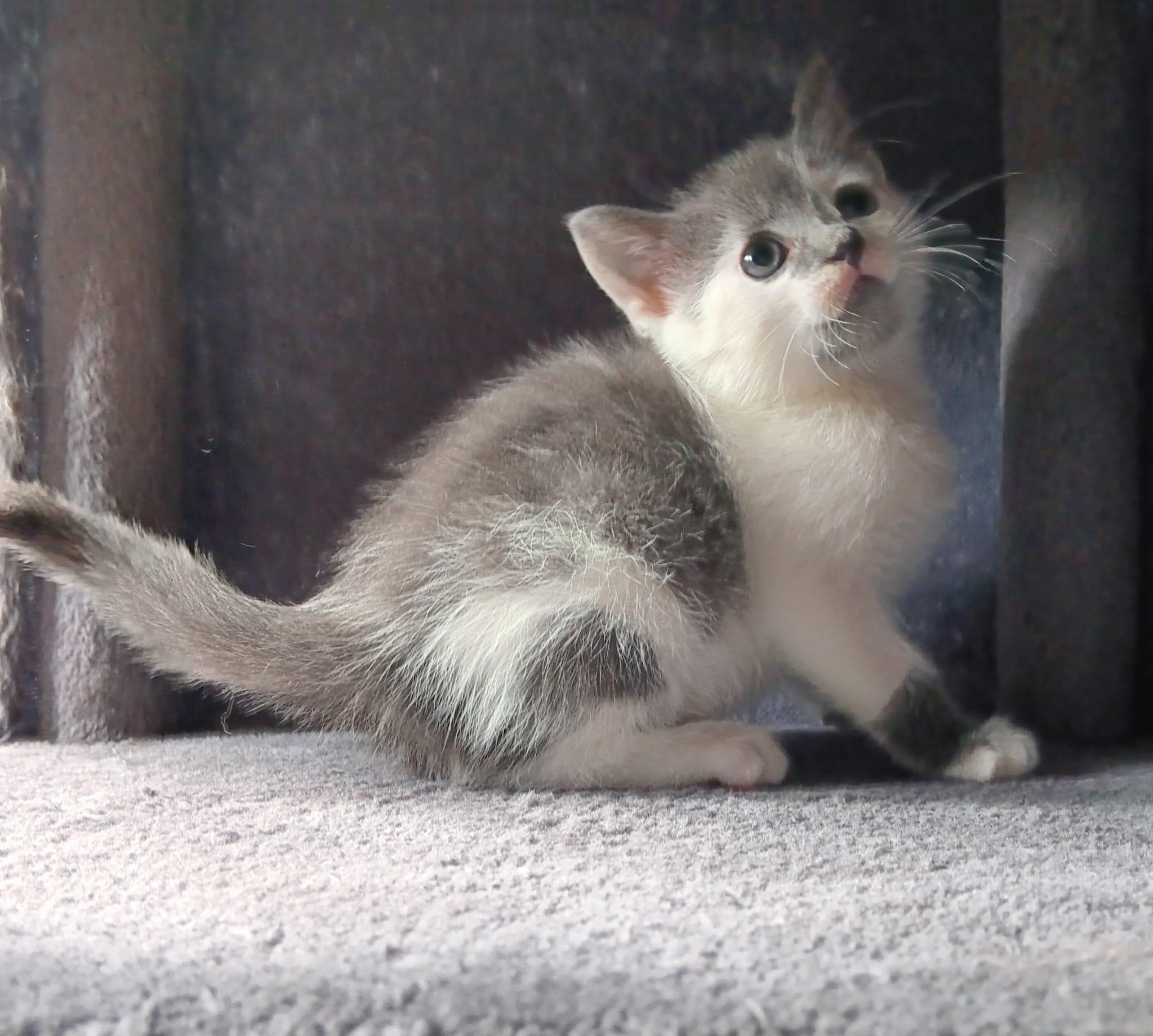 Enlarge Hemingway, a Adopted Domestic Short Hair in New Bedford, MA image 2/6