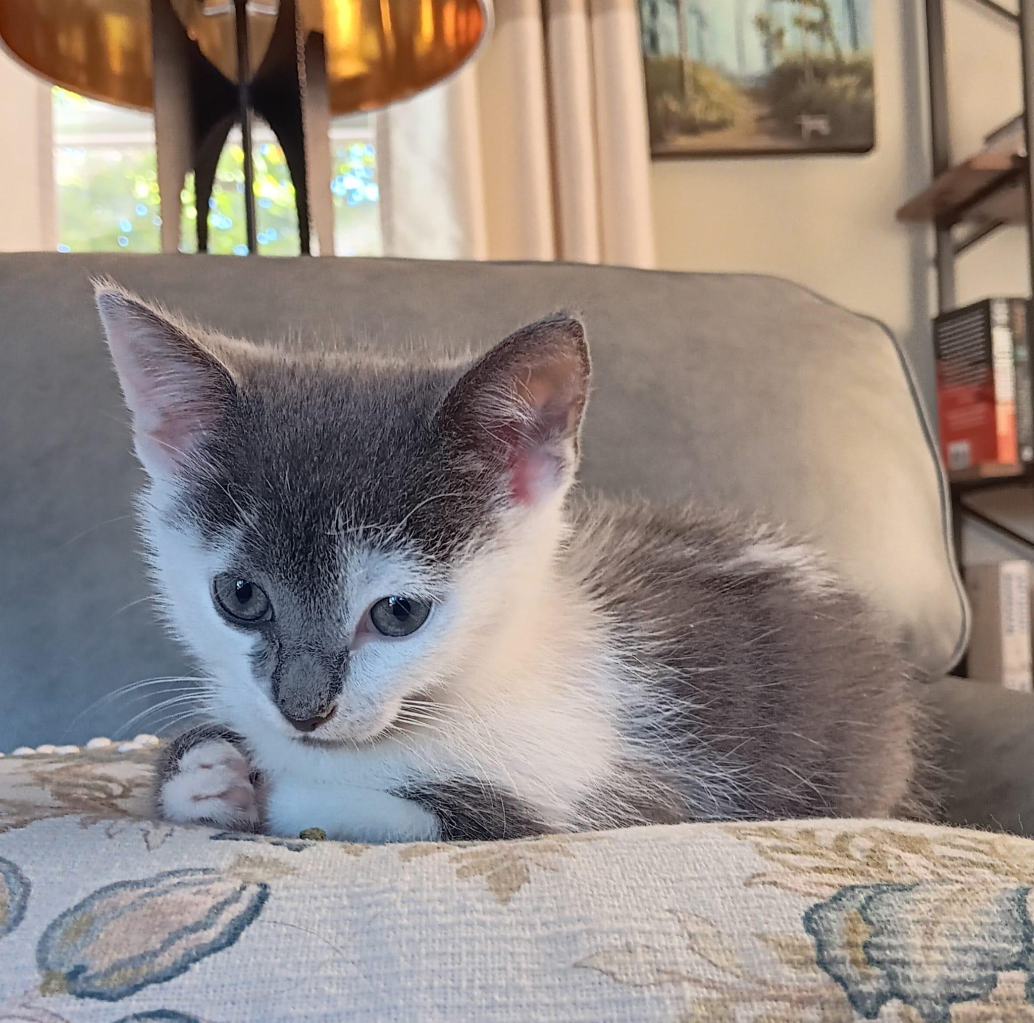 Enlarge Hemingway, a Adopted Domestic Short Hair in New Bedford, MA image 6/6