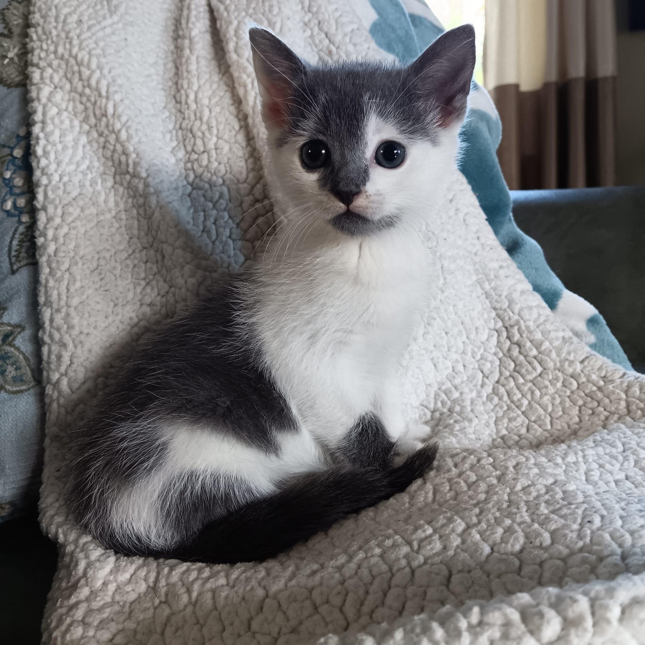 Hemingway, Adopted, Kitten Female Domestic Short Hair.