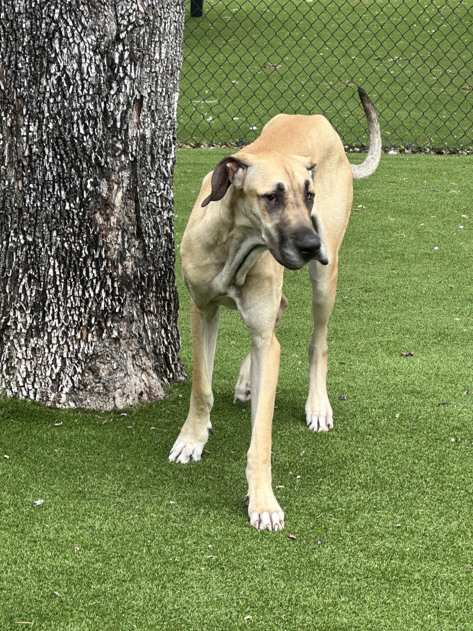 Enlarge Santa, a ADOPTABLE Great Dane in Allen, TX image 4/6