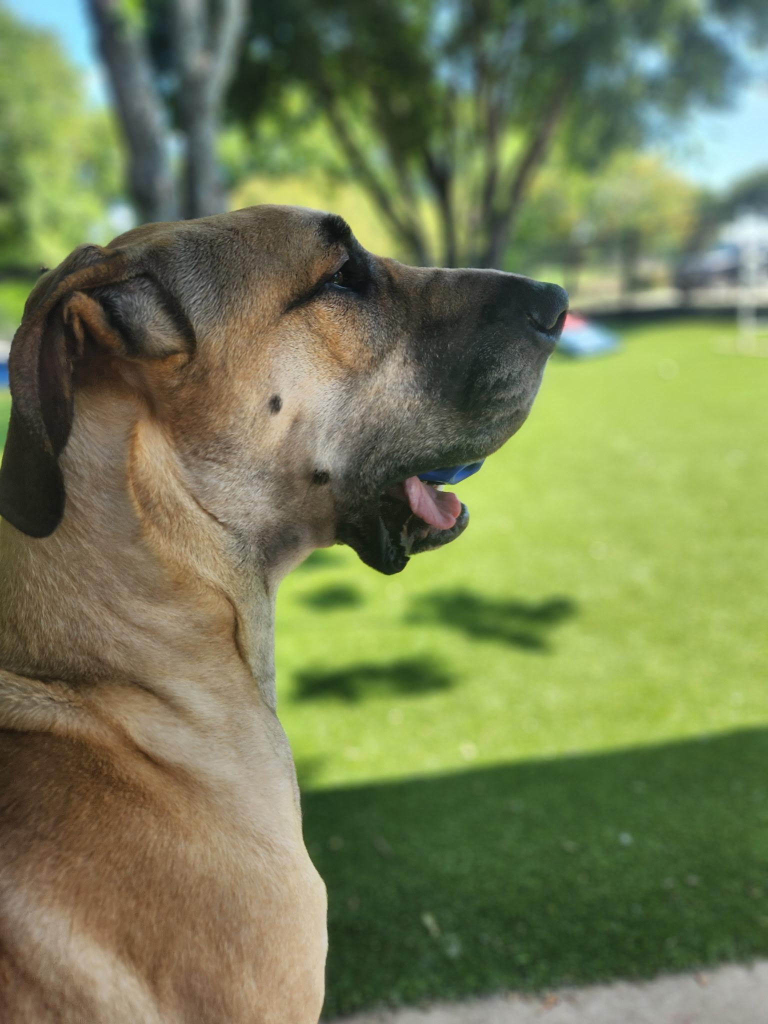 Santa, a ADOPTABLE Great Dane in Allen, TX image 1/6