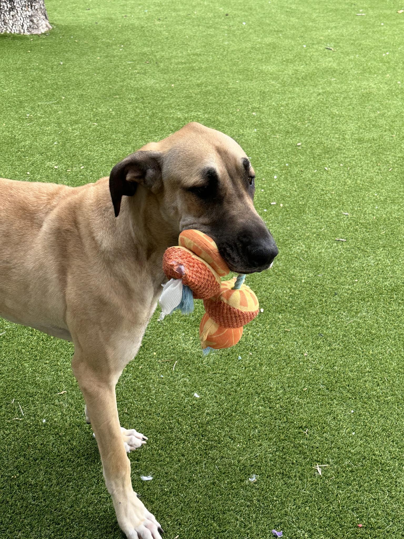 Santa, ADOPTABLE, Adult Male Great Dane.