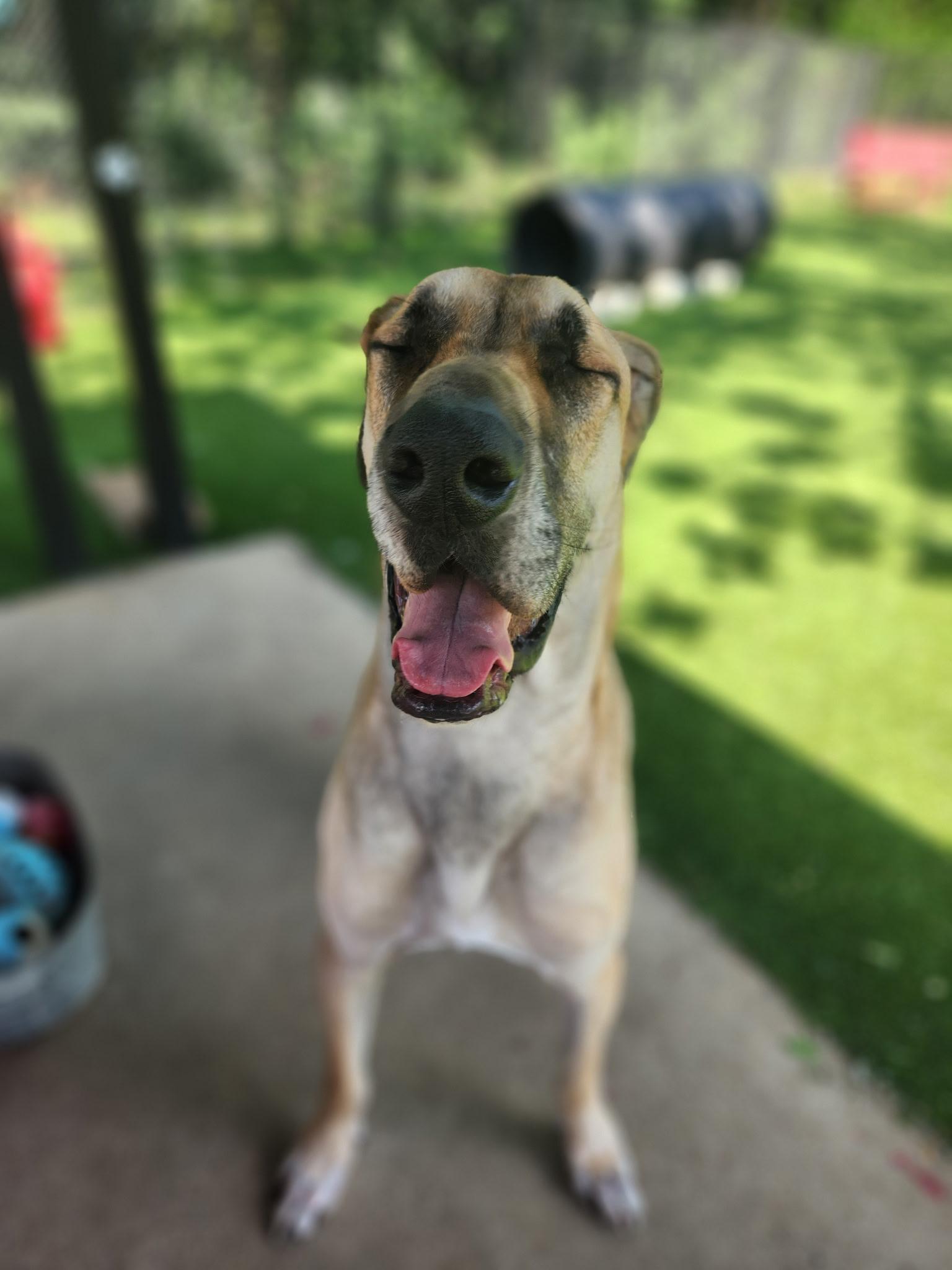 Santa, a ADOPTABLE Great Dane in Allen, TX image 5/6