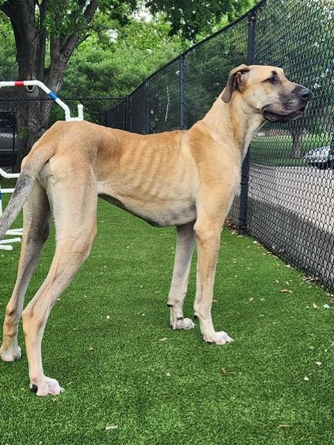 Enlarge Santa, a ADOPTABLE Great Dane in Allen, TX image 3/6