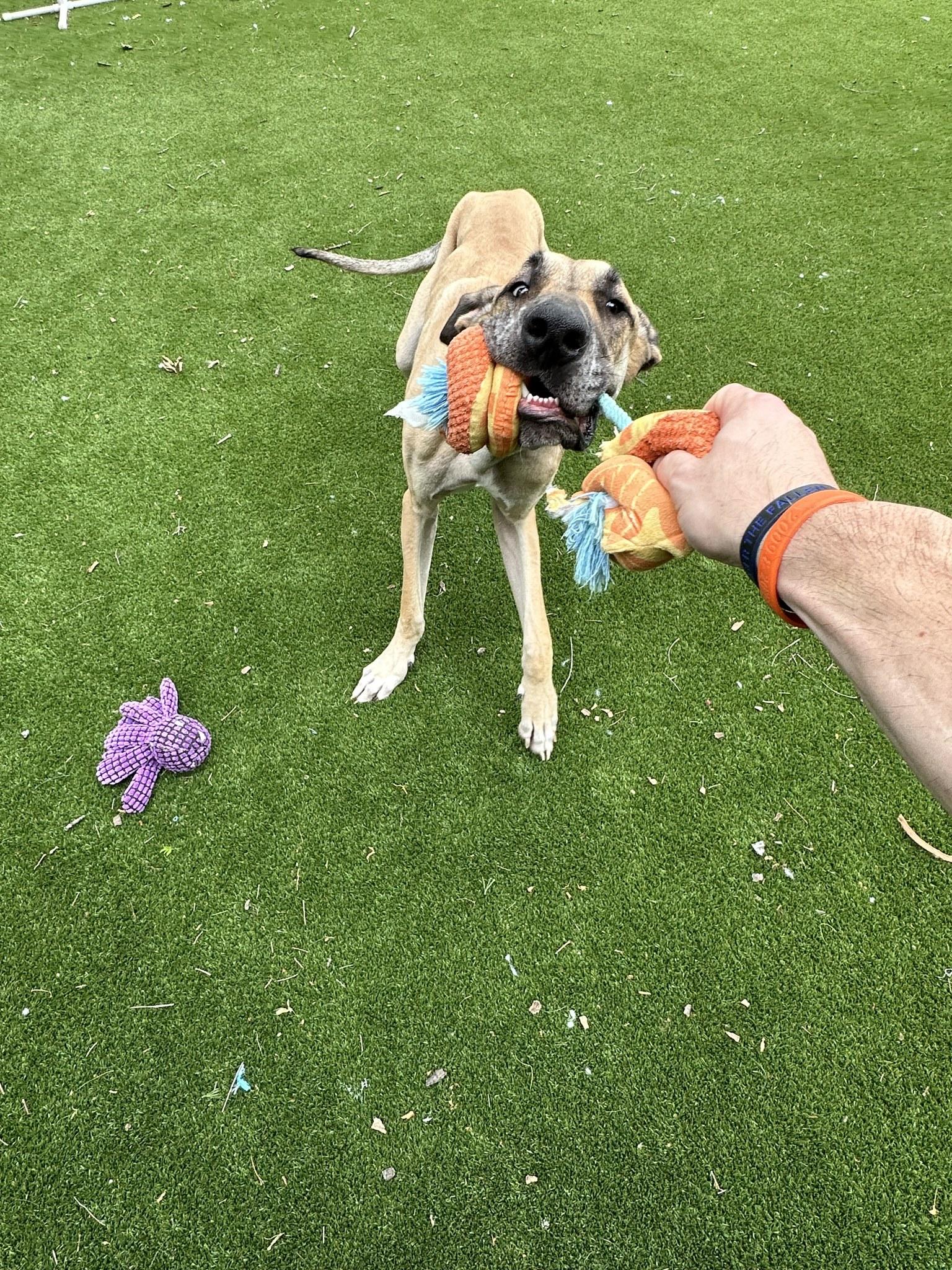 Enlarge Santa, a ADOPTABLE Great Dane in Allen, TX image 5/6