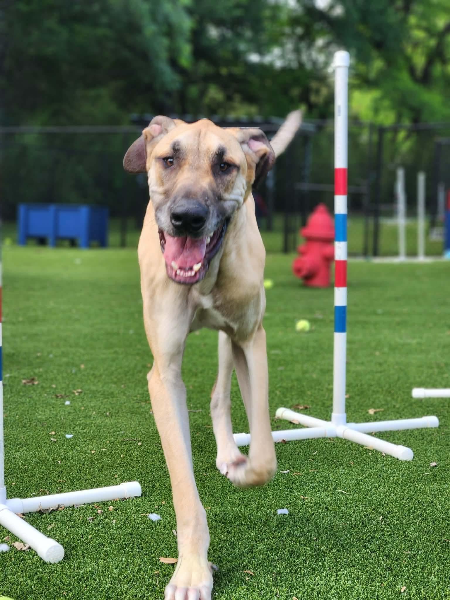 Enlarge Santa, a ADOPTABLE Great Dane in Allen, TX image 2/6
